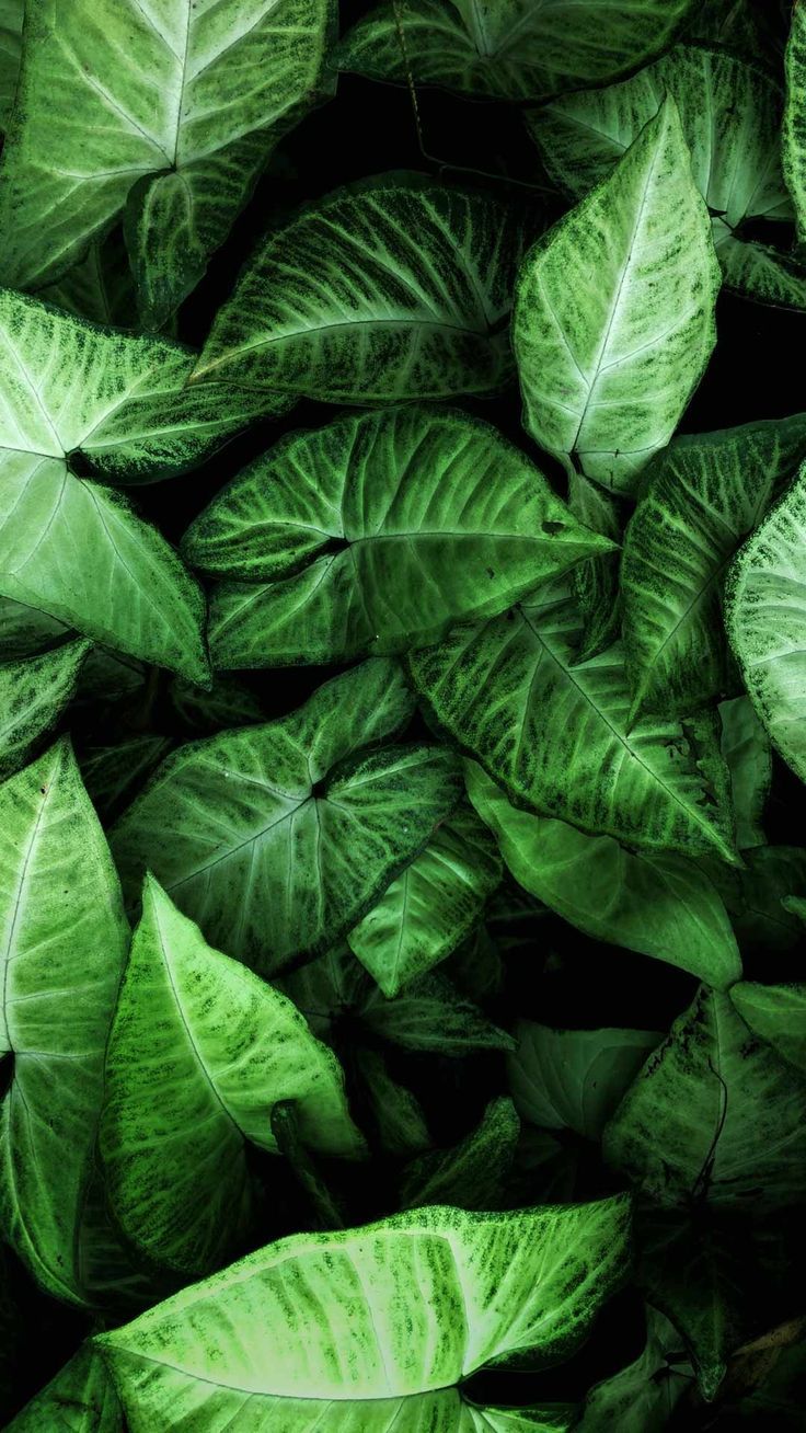 Green iphone wallpaper HD leaf