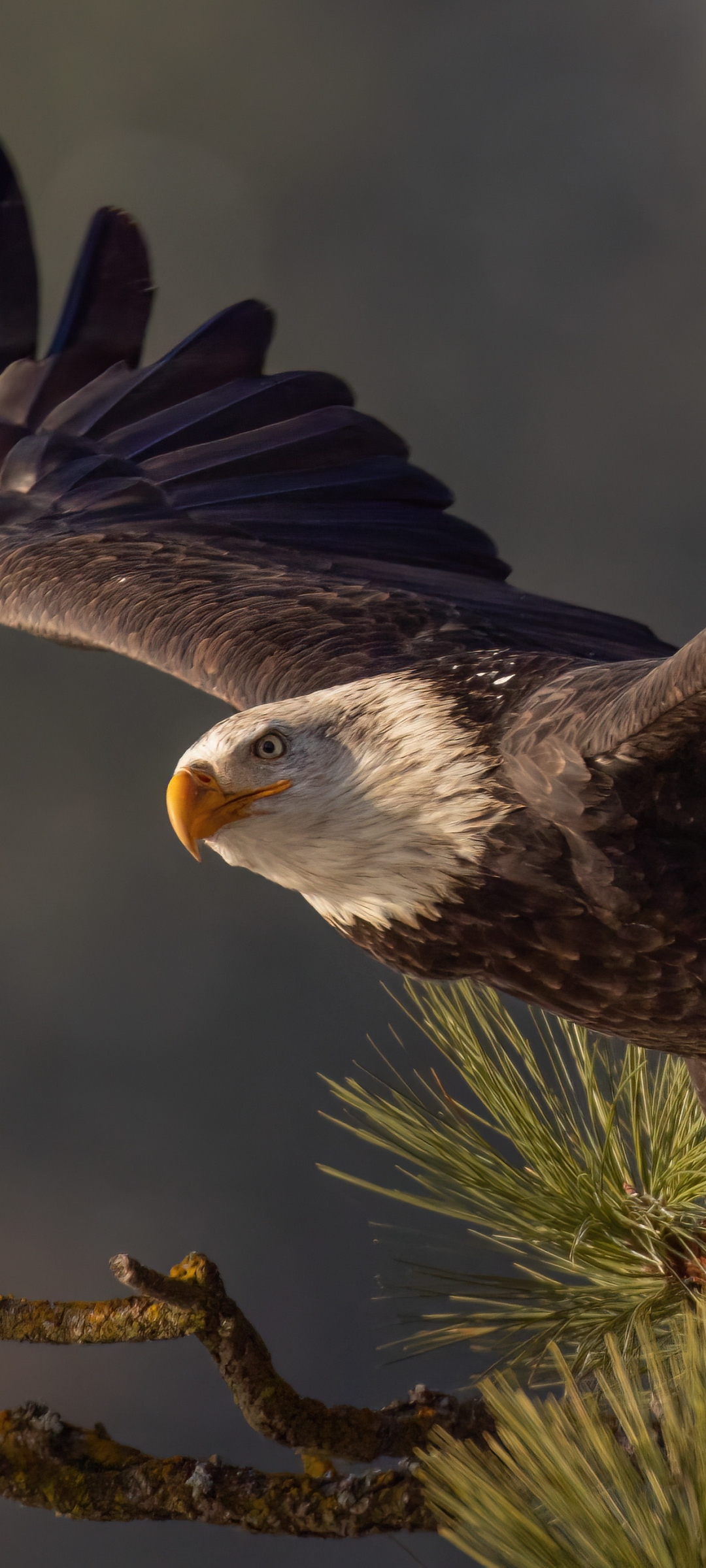 Bald Eagle Phone Wallpaper