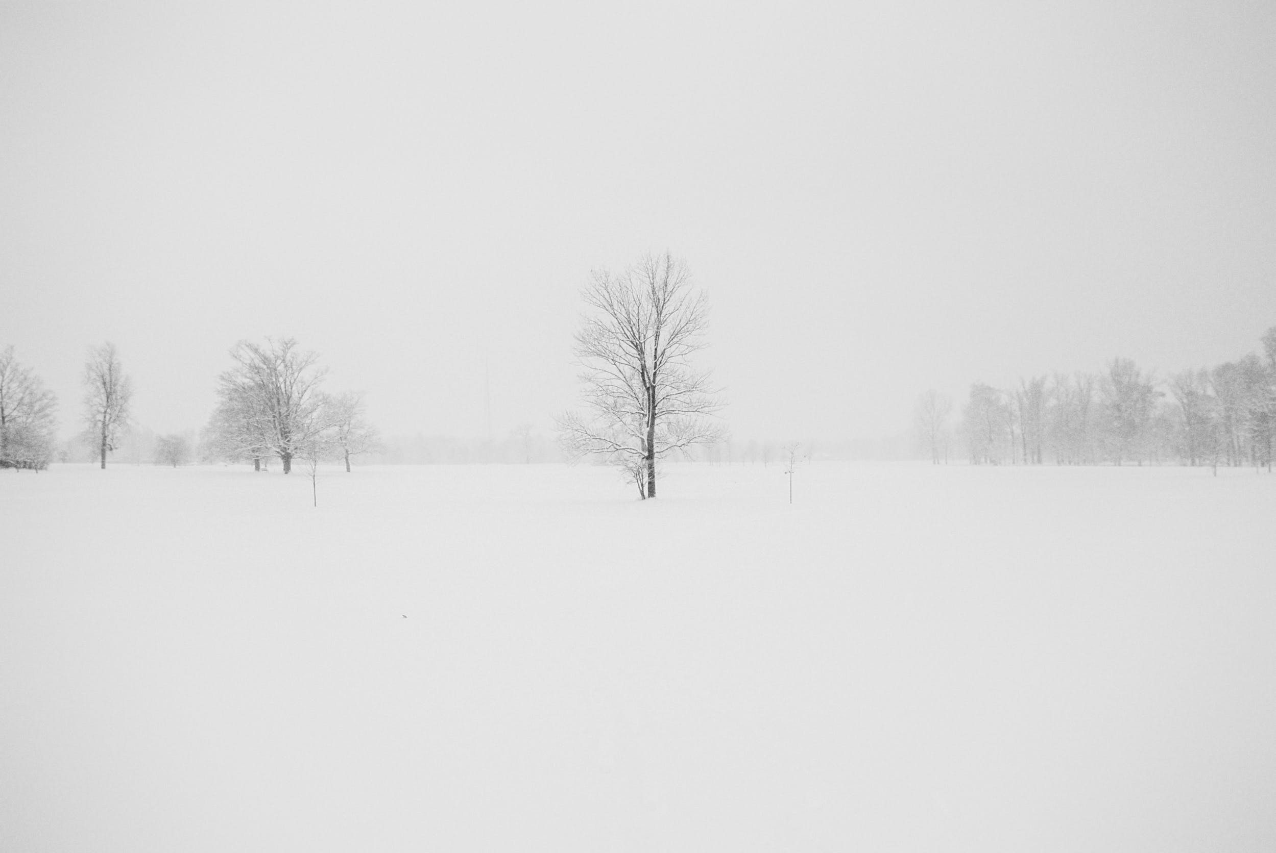 Snowstorm Photo, Download The BEST