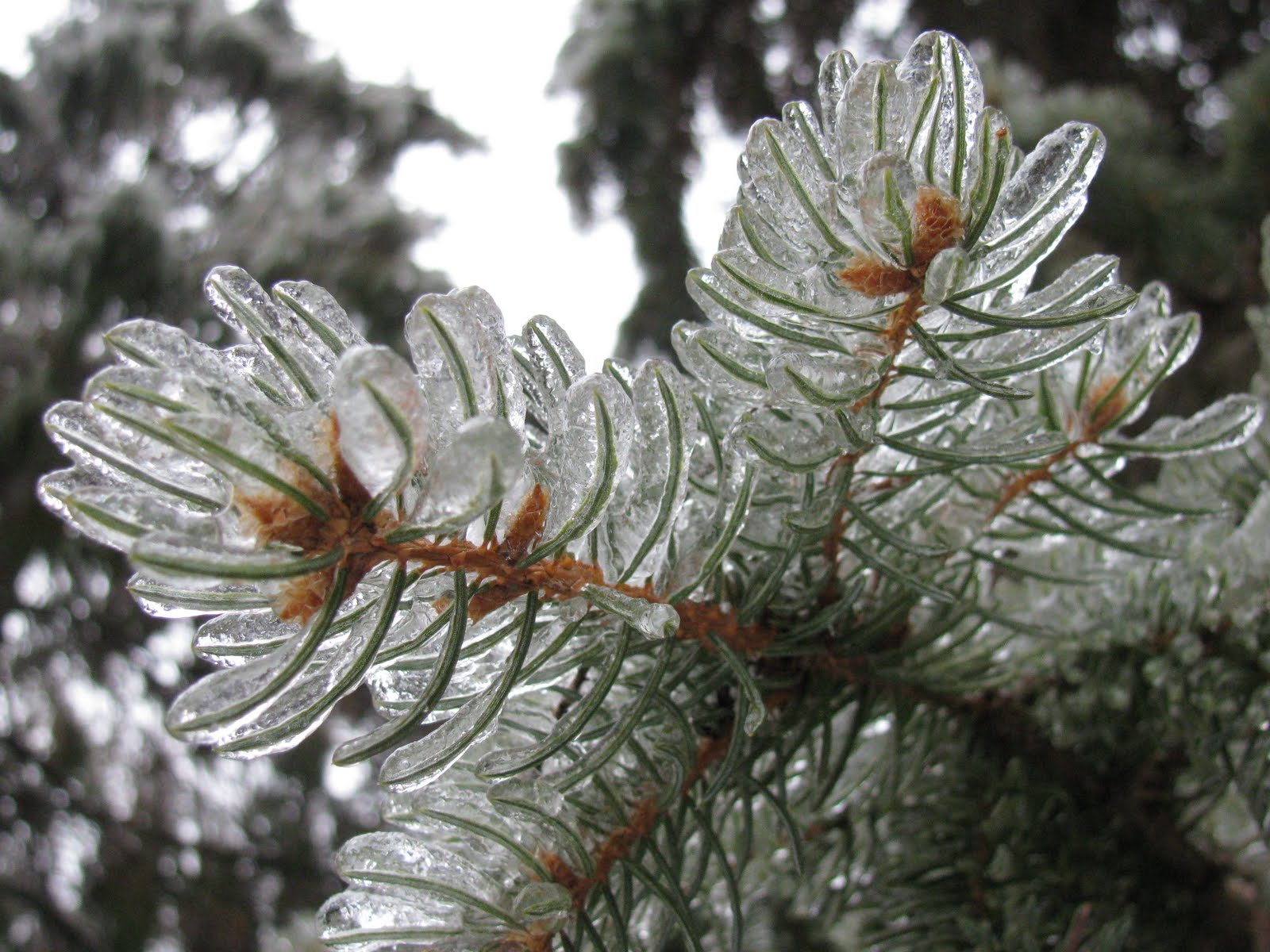 julie: ice storm