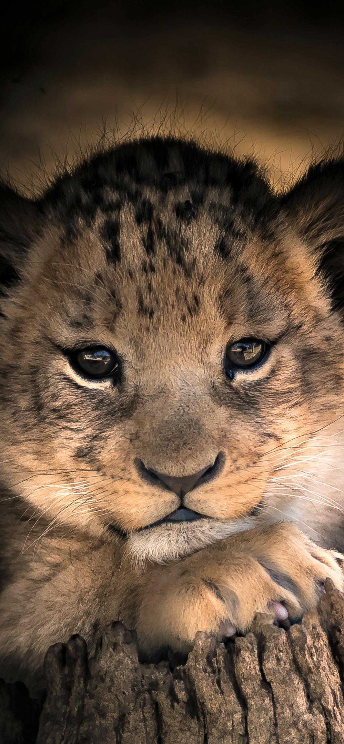 Adorable Lion Cub