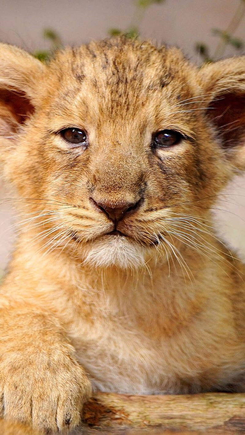 Baby Lion Wallpaper