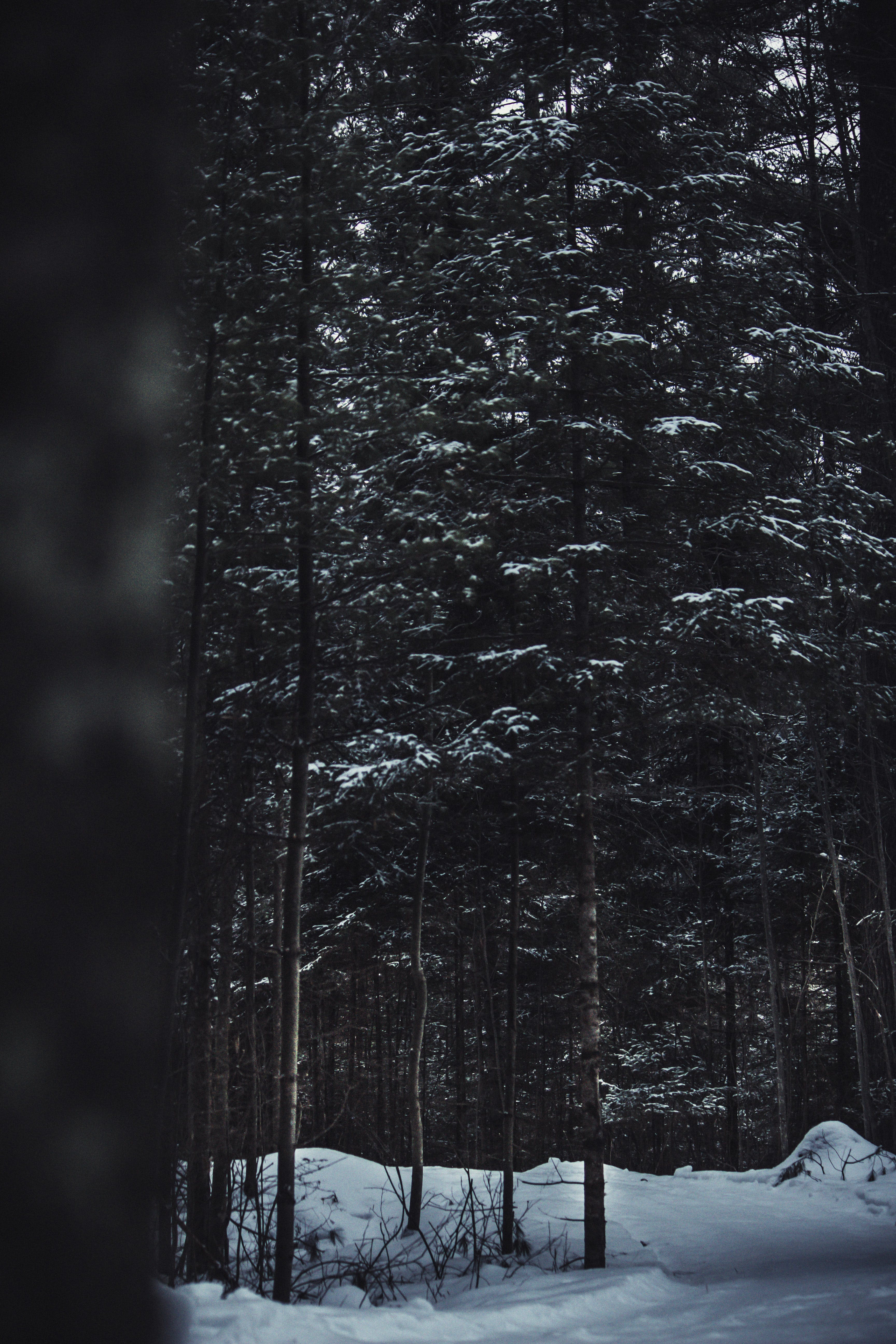 Photo Of Forest · Free