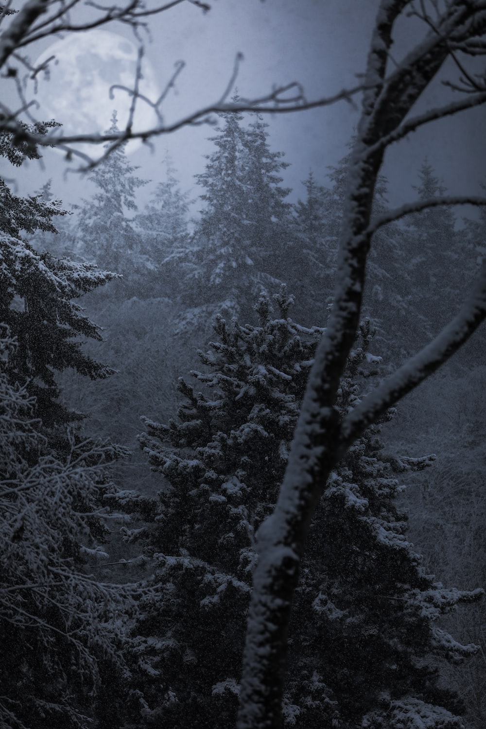 Winter Woods Picture. Download Free