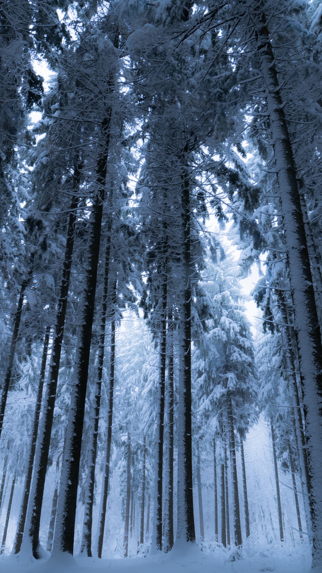 Winter forest Wallpaper 4K, Cold night