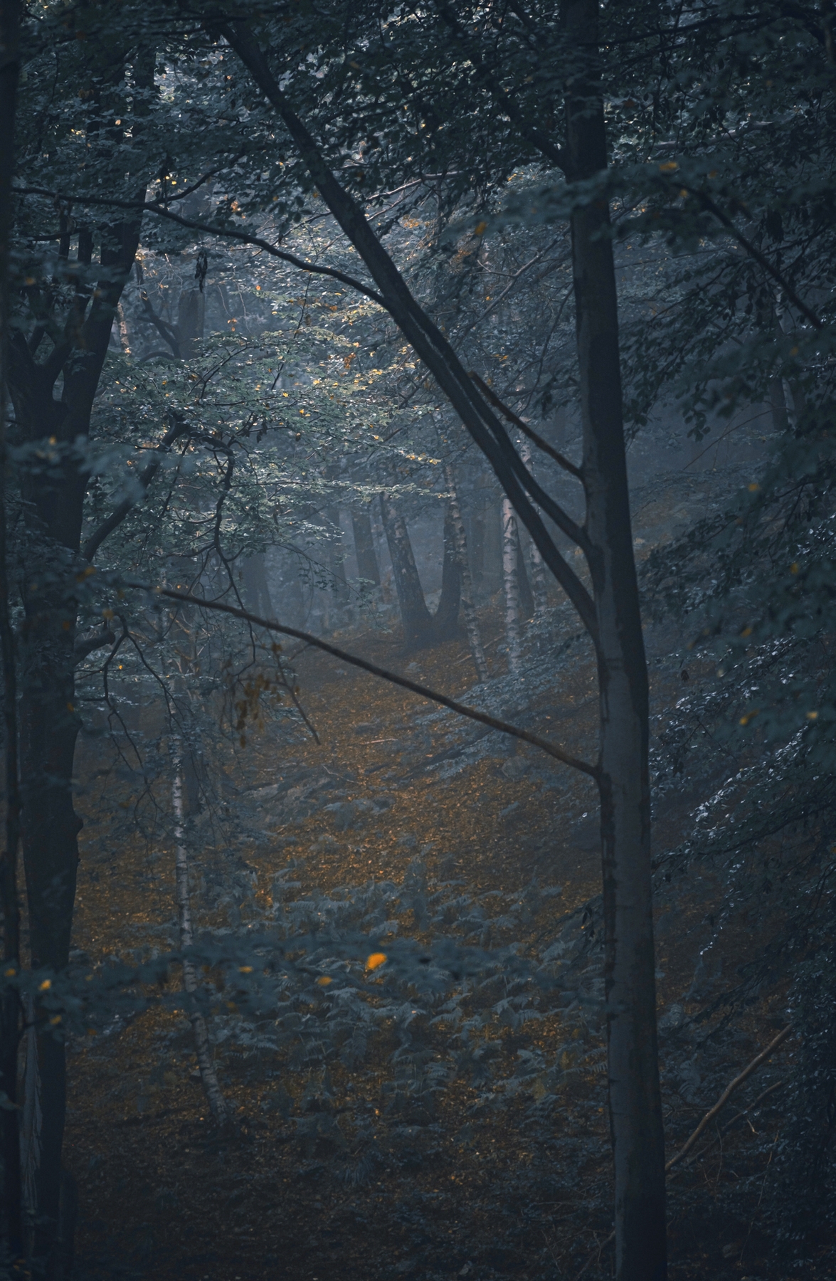 Forest Night Wallpaper a