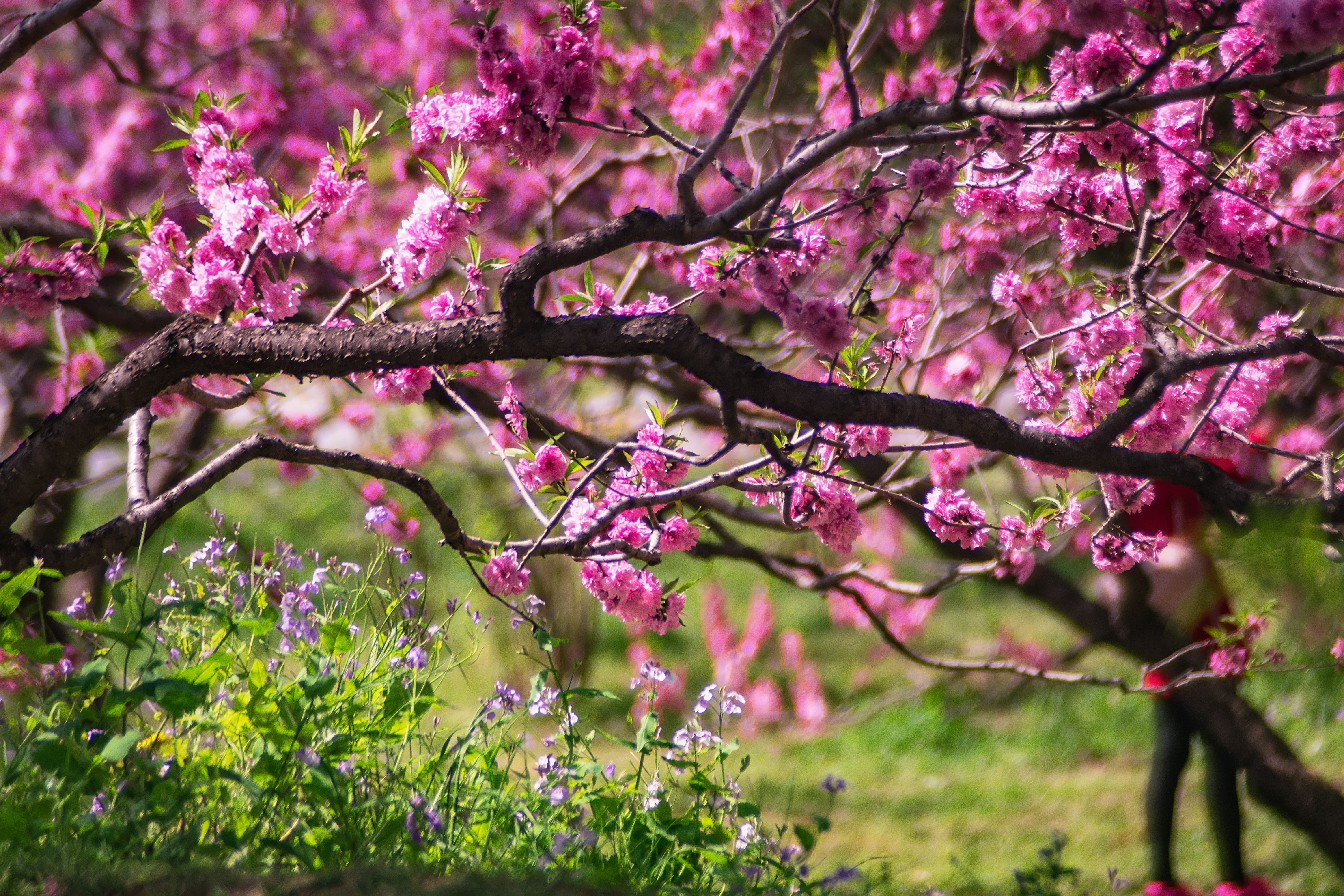 Spring Landscape Photo, Download