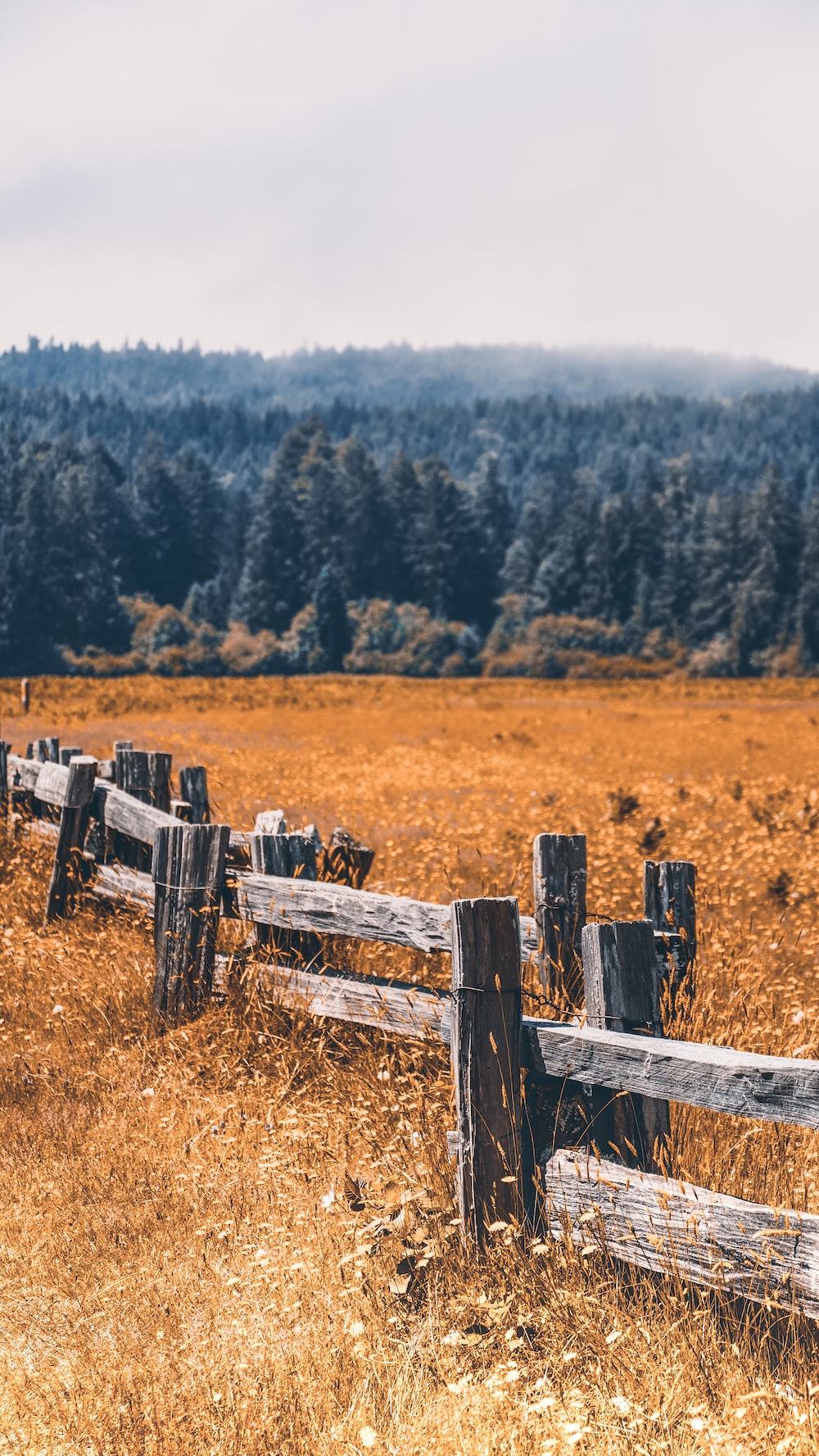 A wooden fence in a field with trees