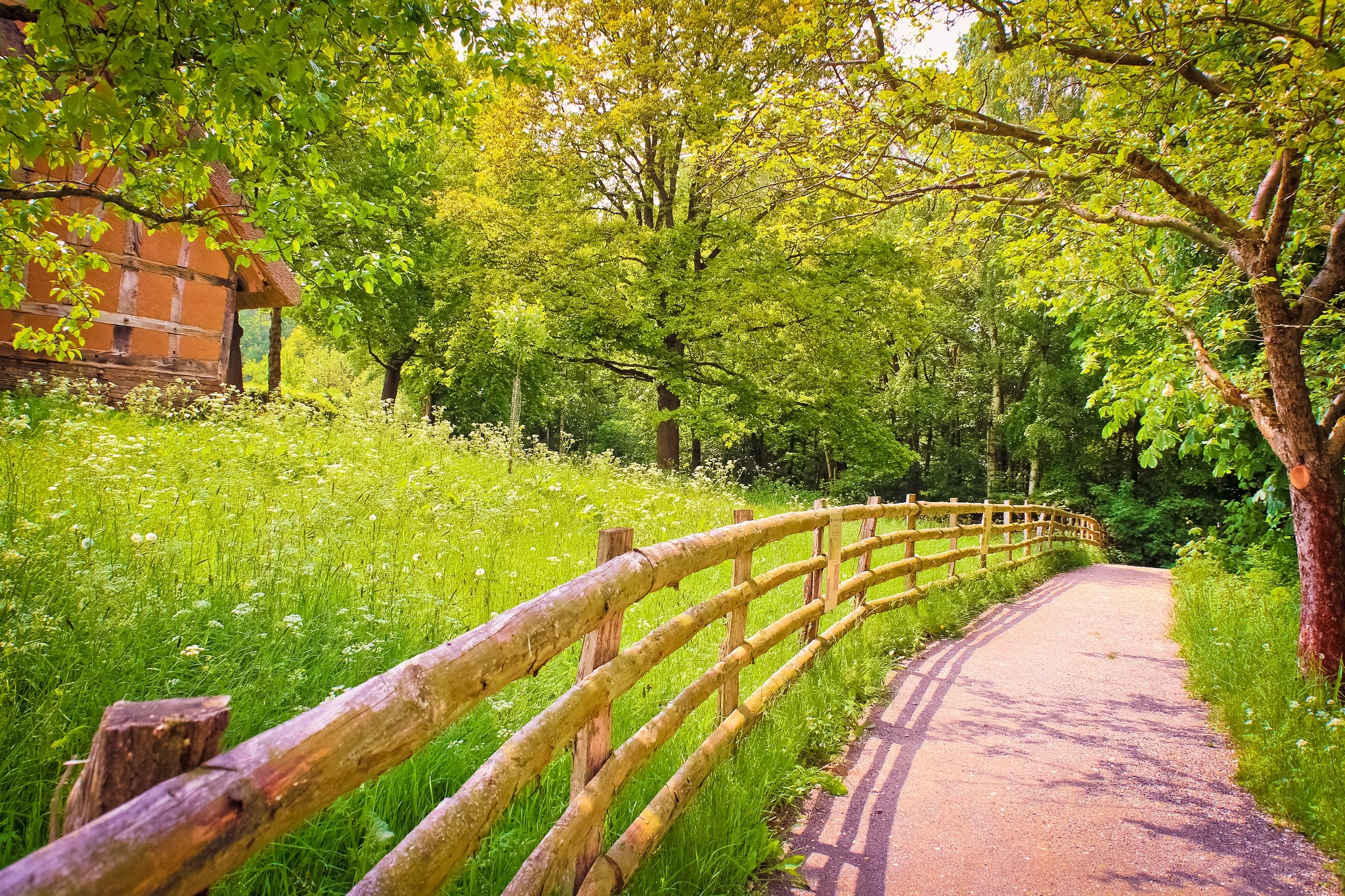 Road shadow fence wood trees grass
