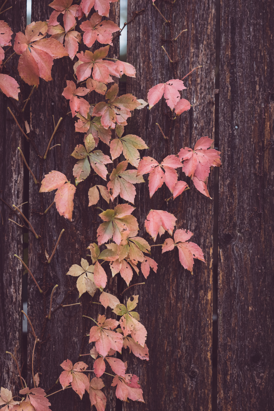 Wood Fence Free Stock CC0 Photo