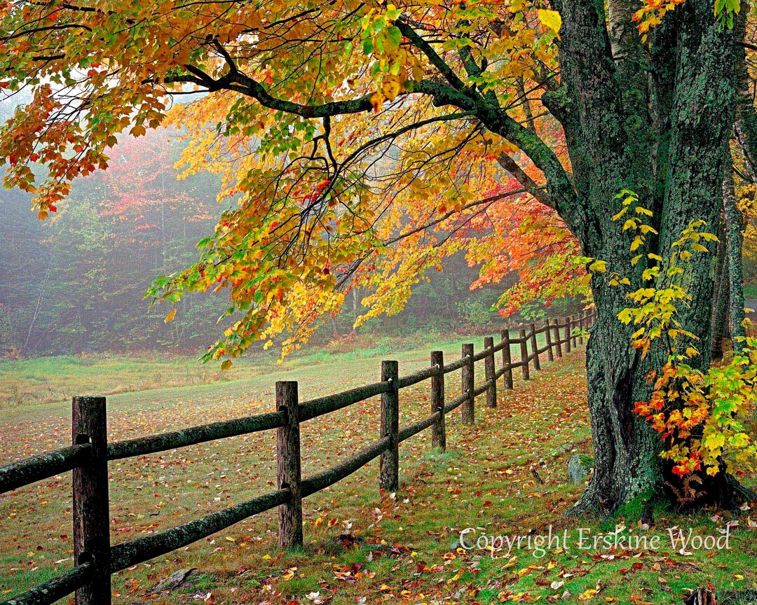 Old Wood Fence H Fine Art / Nature