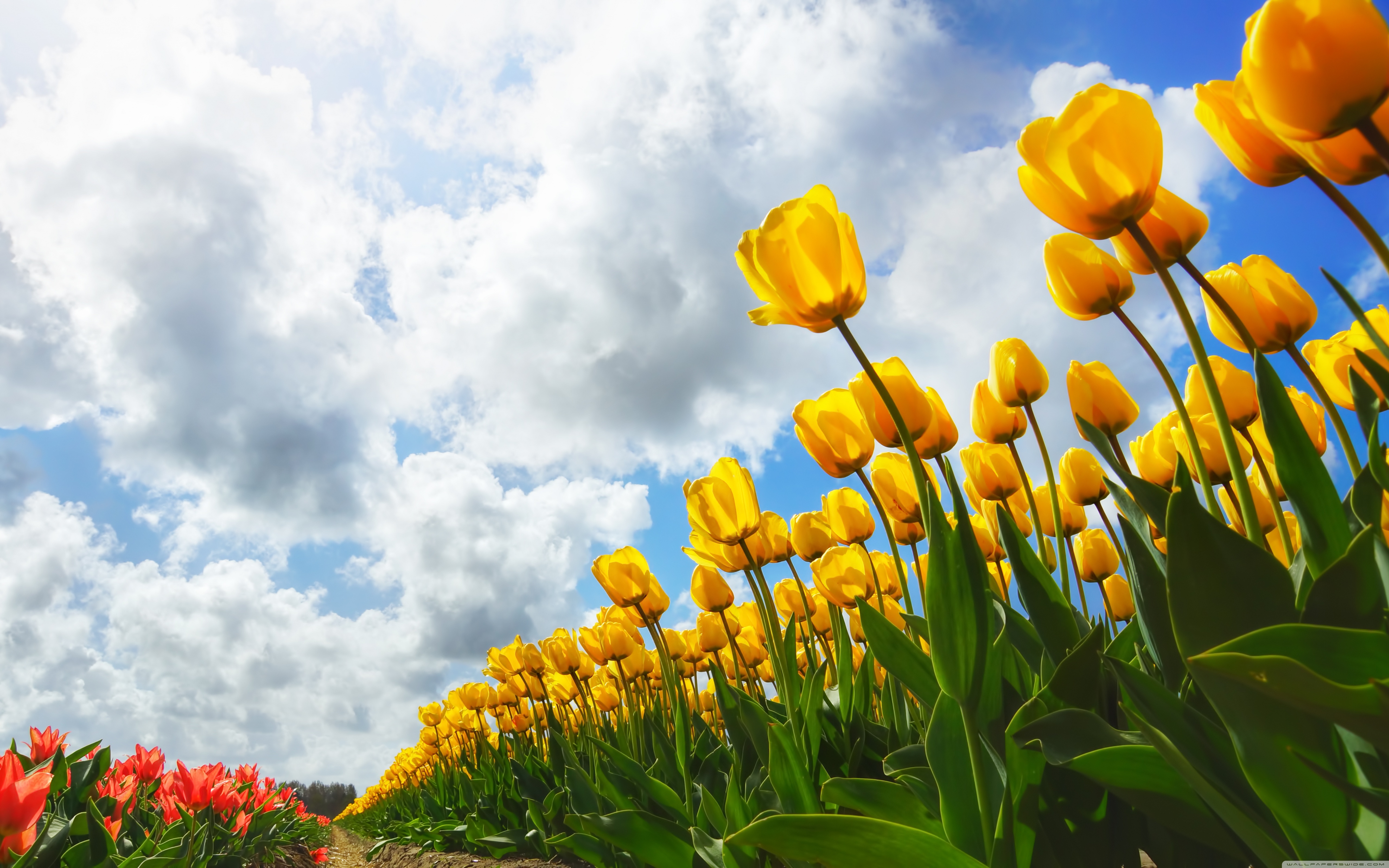 Spring 4K HD Desktop Wallpaper
