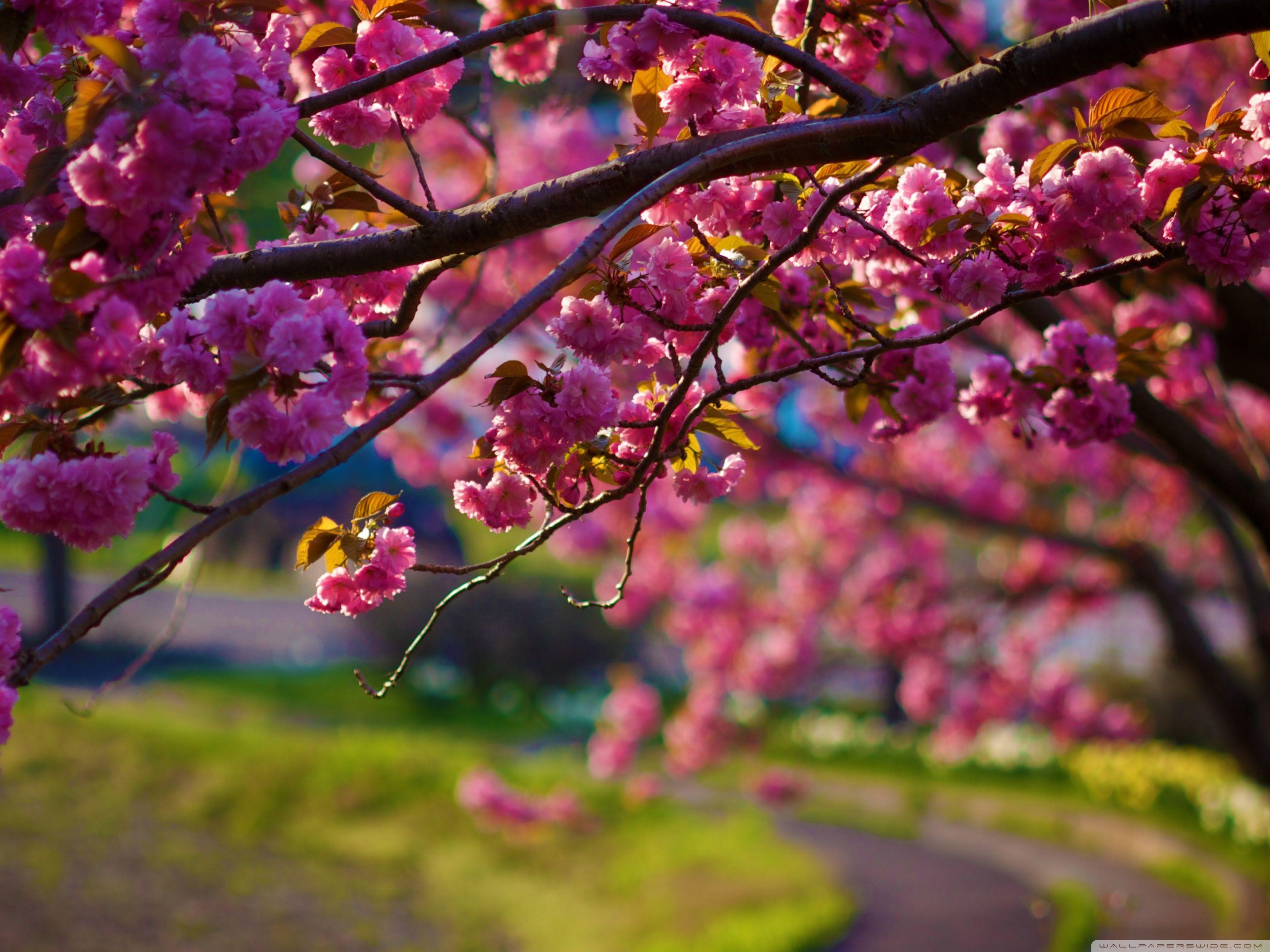 spring 4k desktop Wallpaper