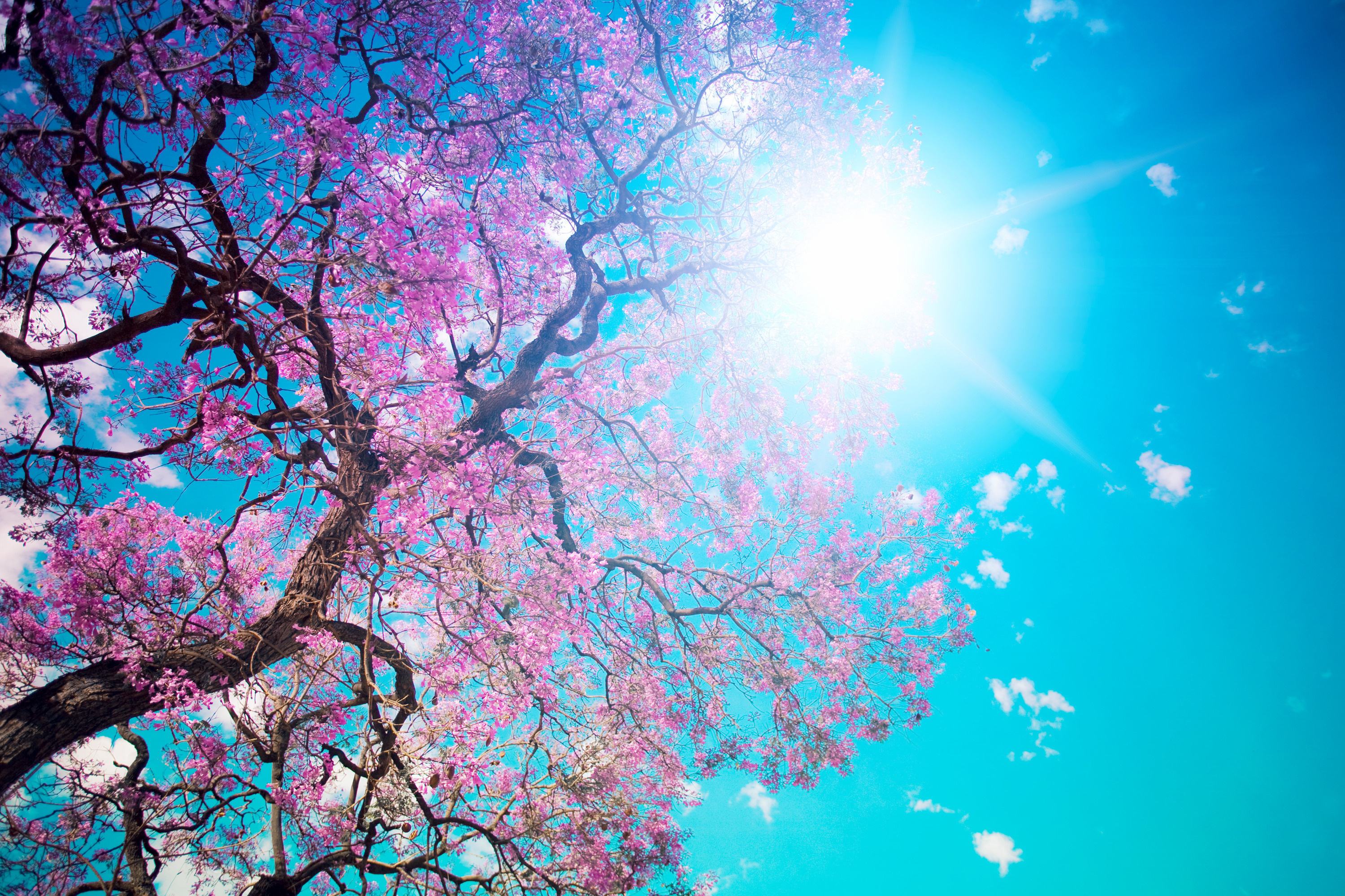 Spring wallpaper for mobile phone