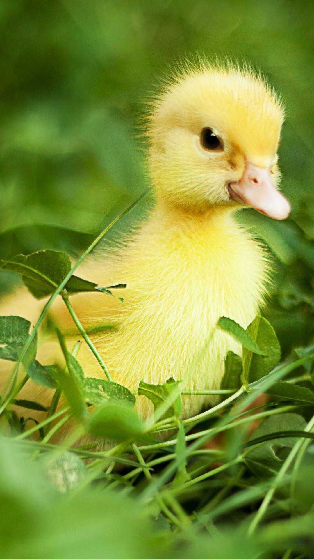 Duck Wallpaper. Duck wallpaper
