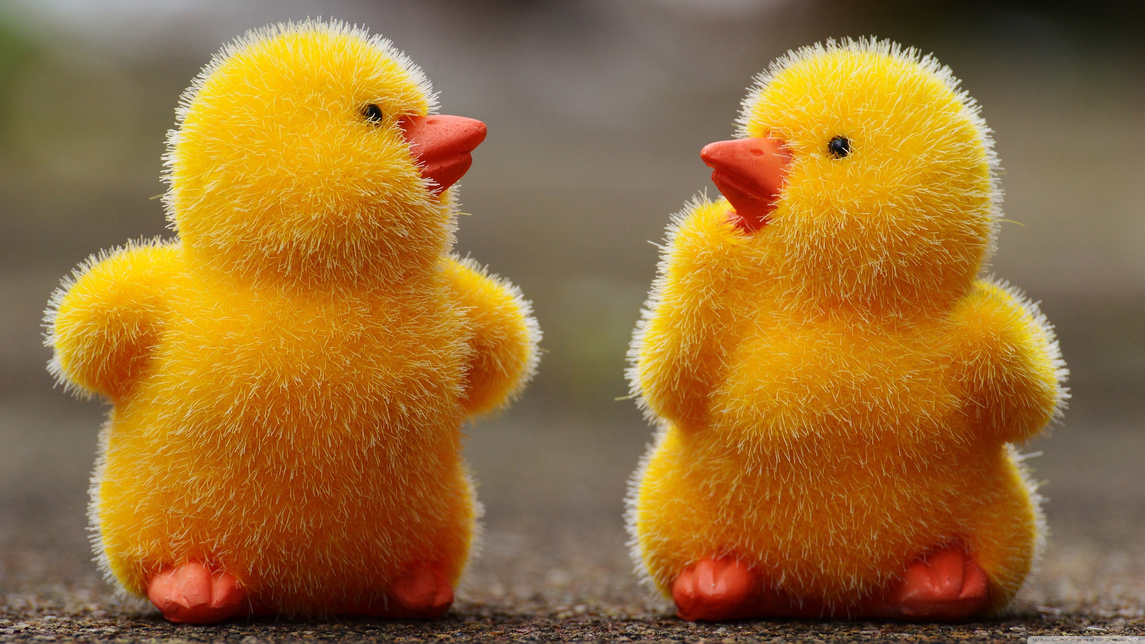 Easter Baby Chicks Ultra HD Desktop