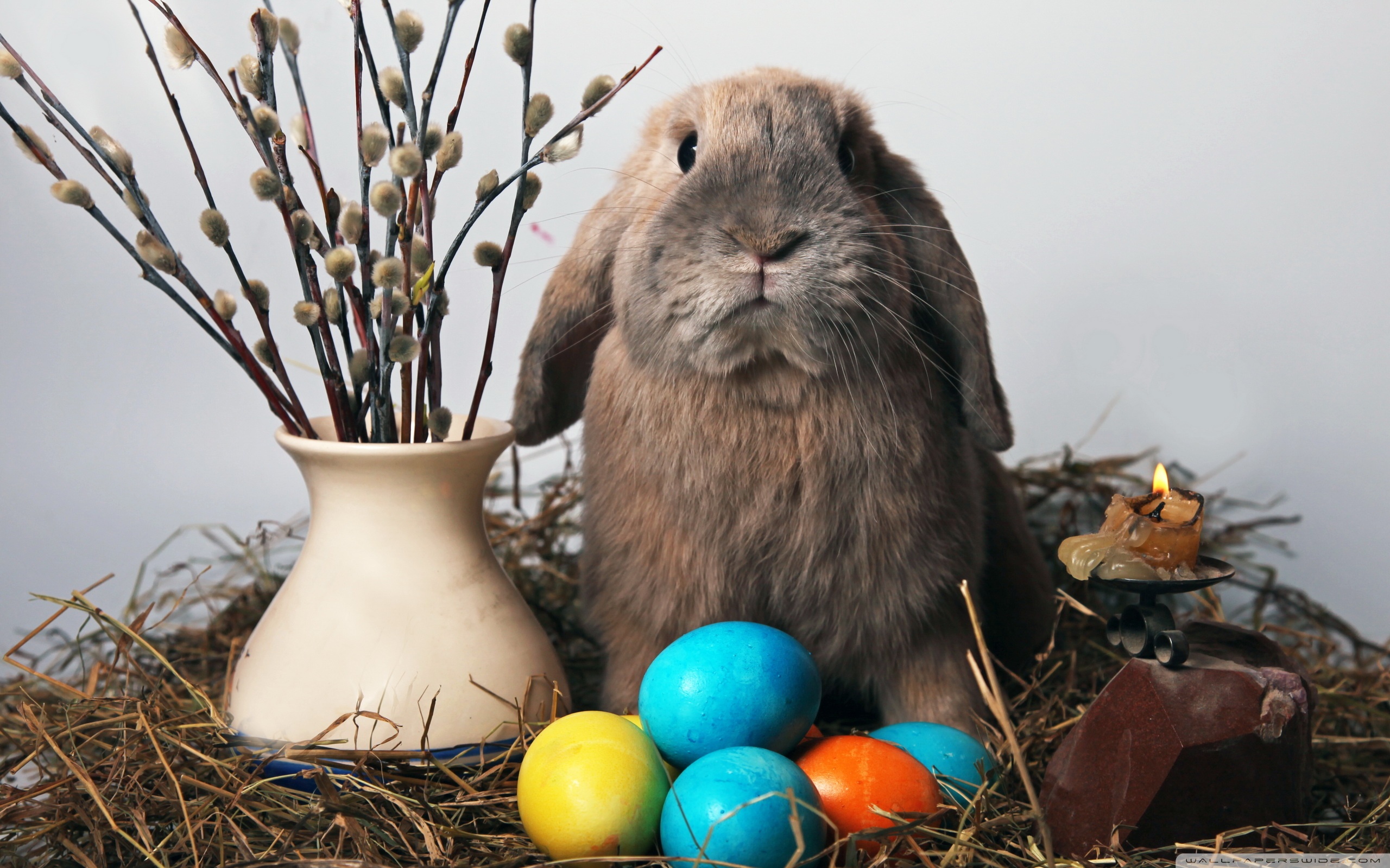 Easter Bunny Ultra HD Desktop