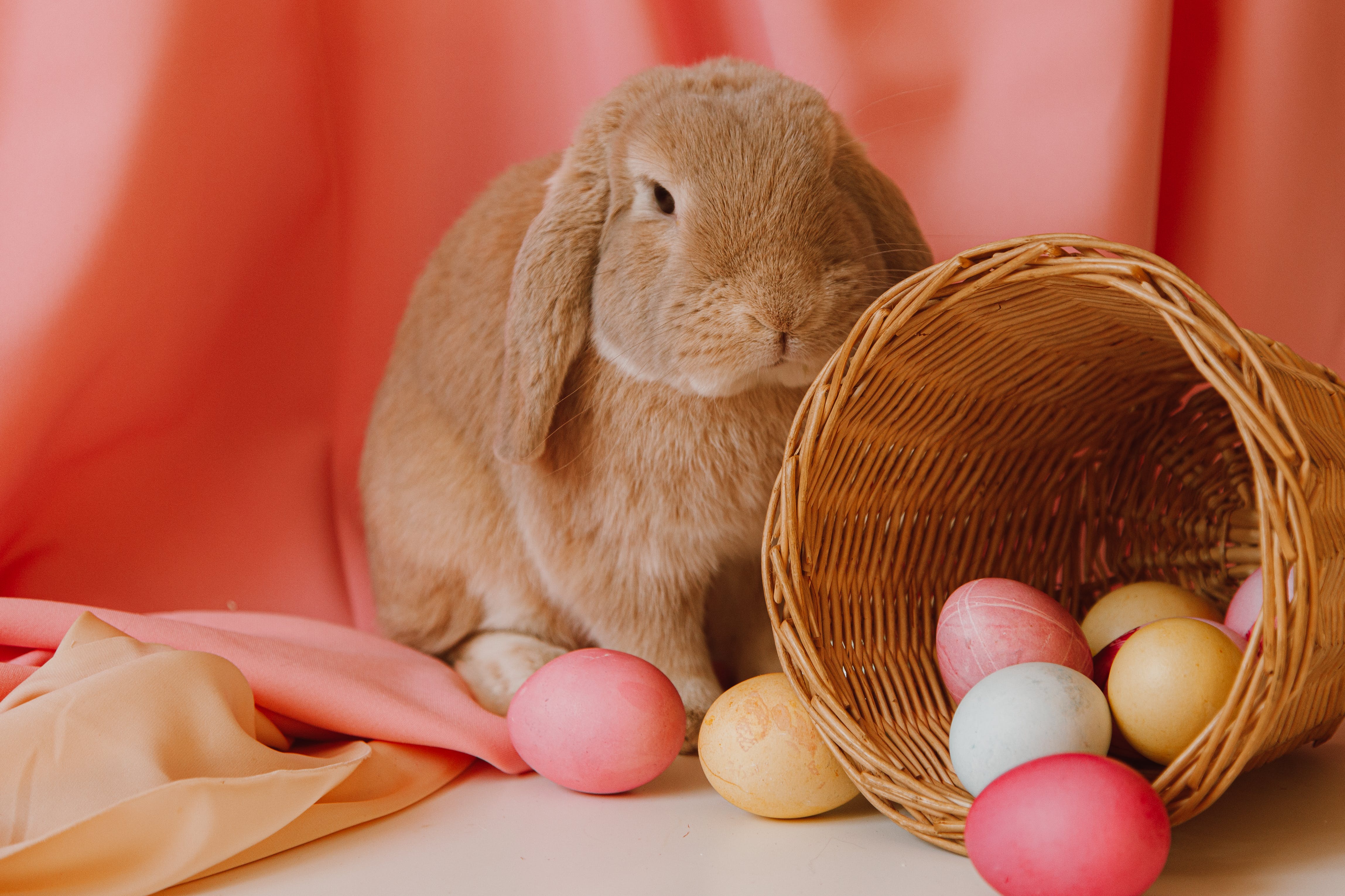Easter Basket Photo, Download The BEST