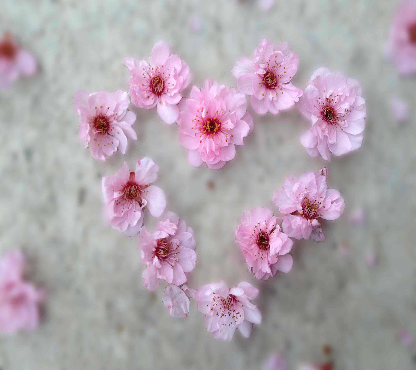 Download Lovely Pink Flower Heart