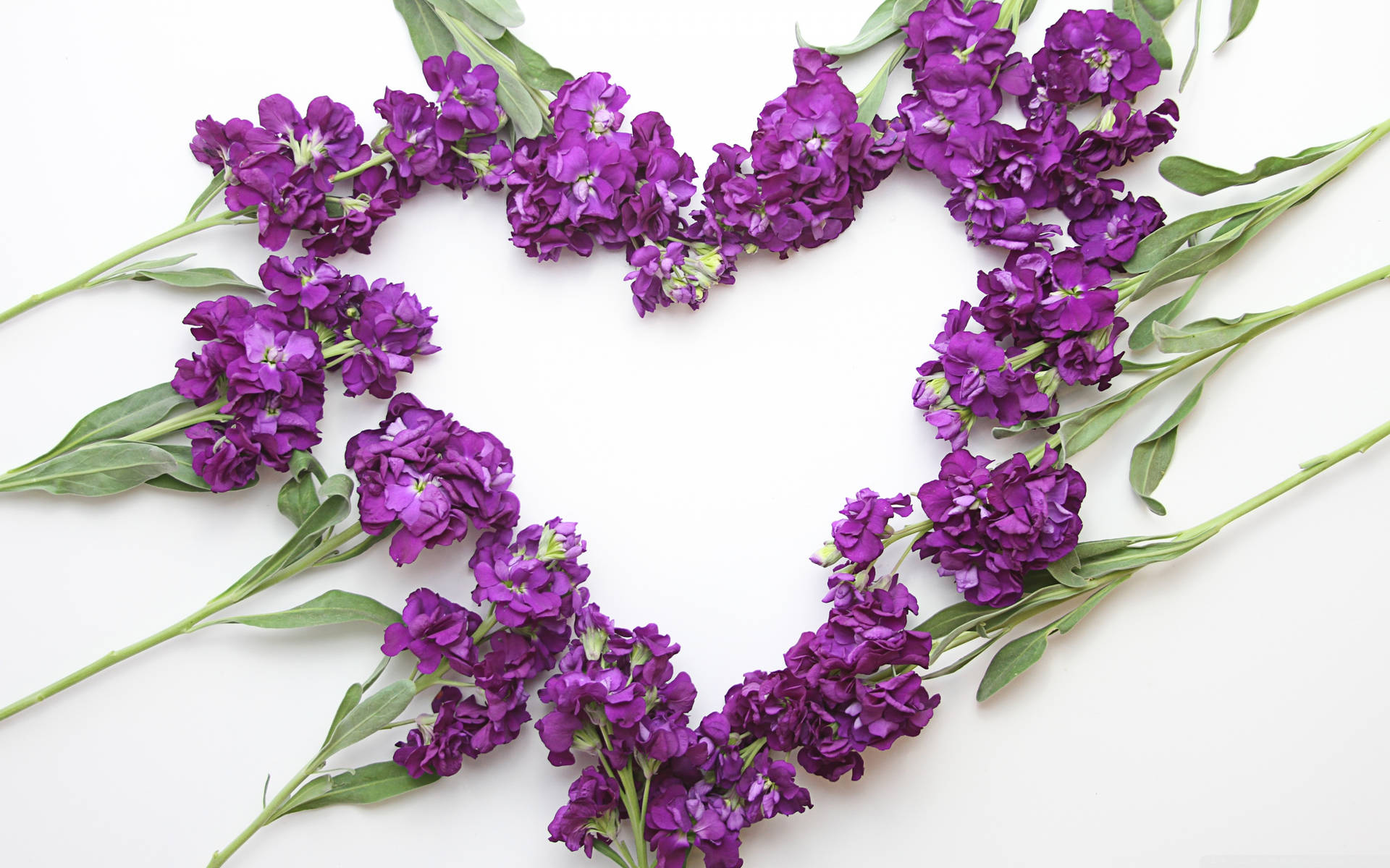 Download Lavender Aesthetic Flower