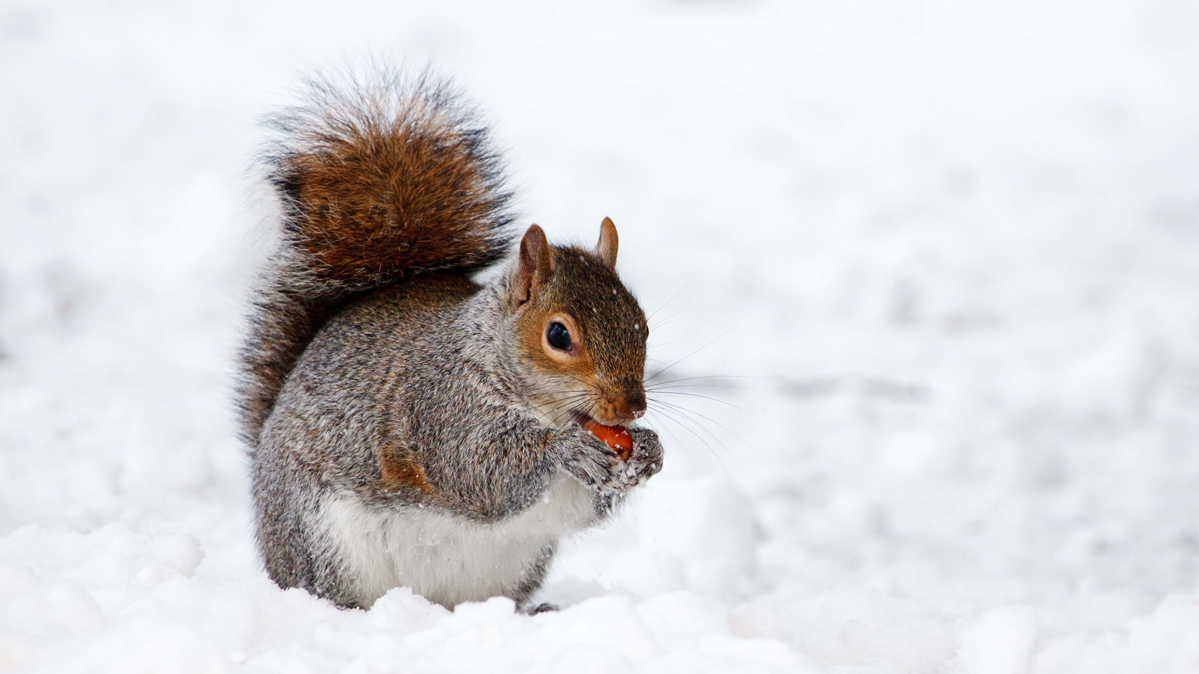 Desktop Wallpaper Squirrels Winter
