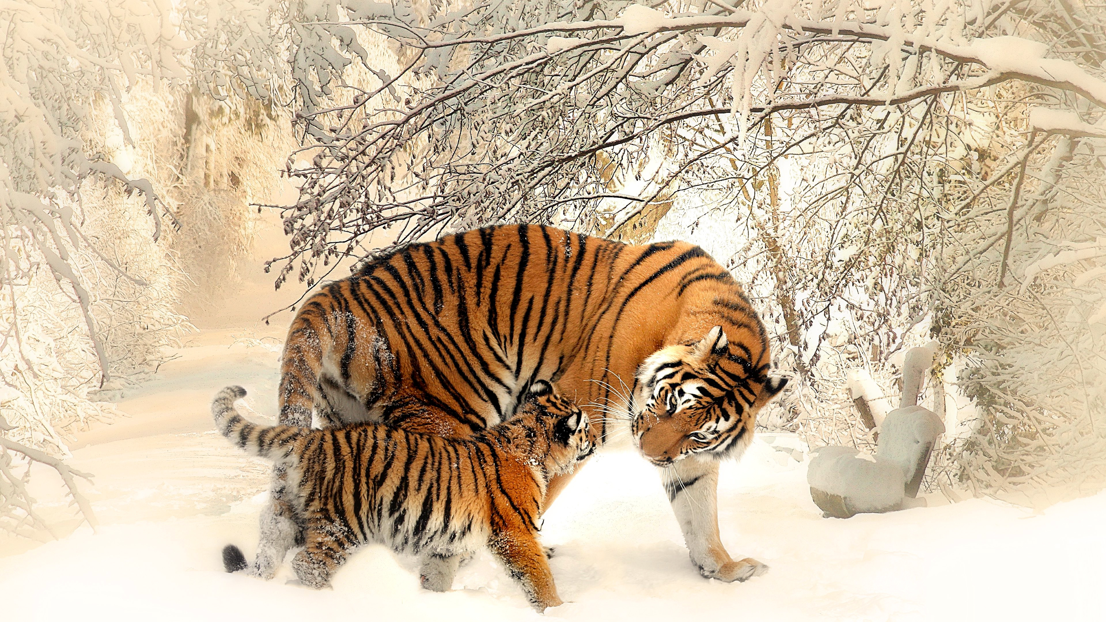 Picture tiger Cubs 2 Winter Animals