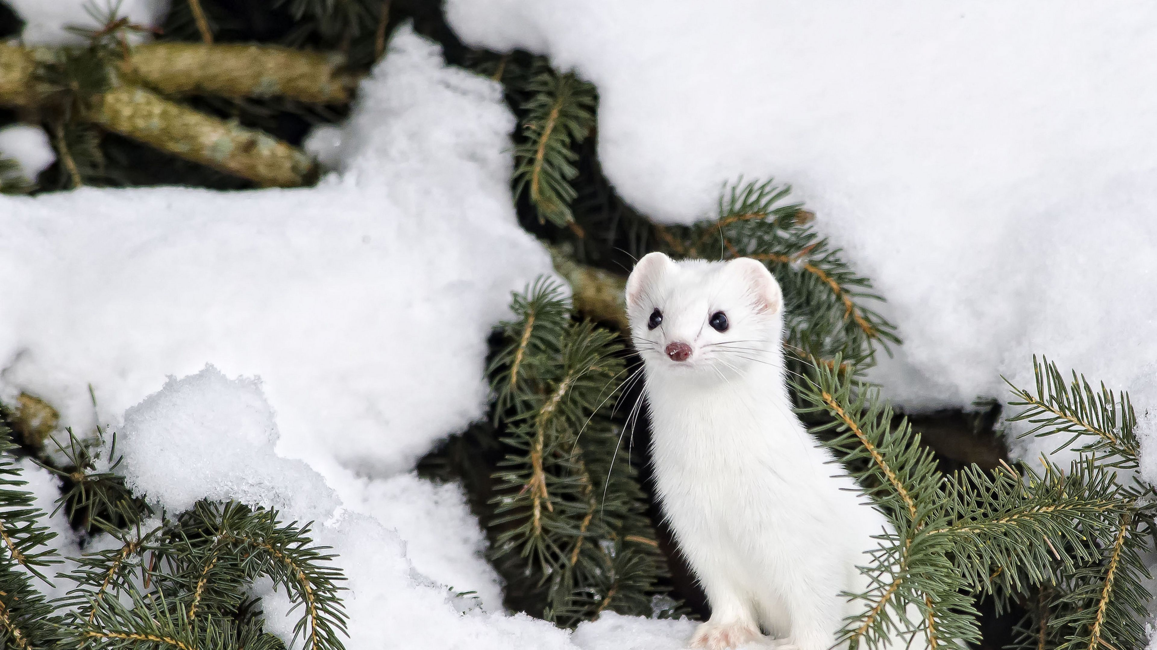 Winter Animal Scenes Wallpaper