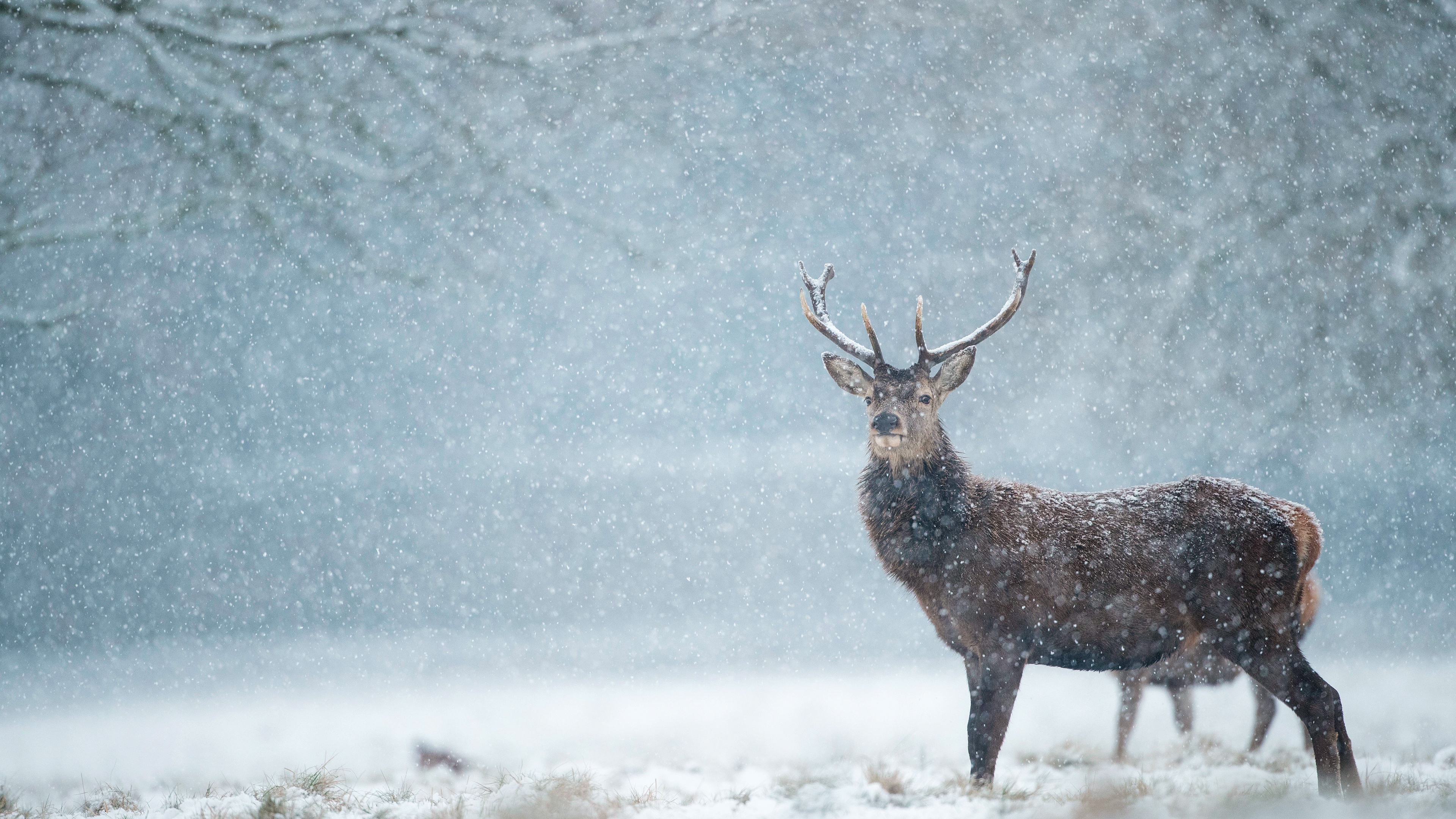 Winter, Snow, Animal, Deer, Snowfall