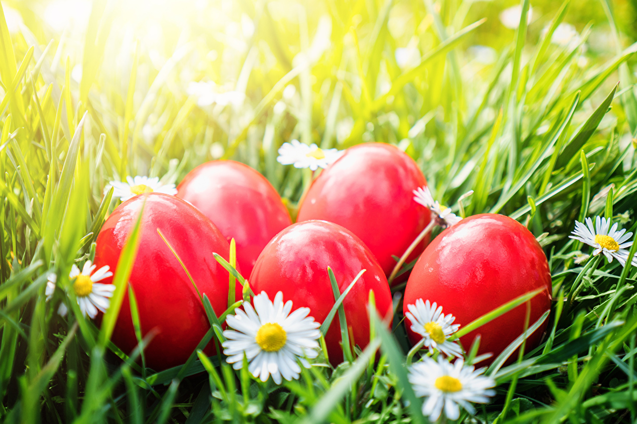 Desktop Wallpaper Easter egg Red Camomiles
