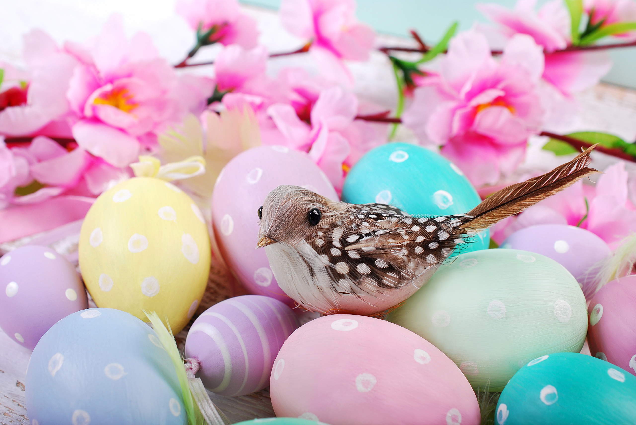 Picture Easter Birds egg animal 2560x1713