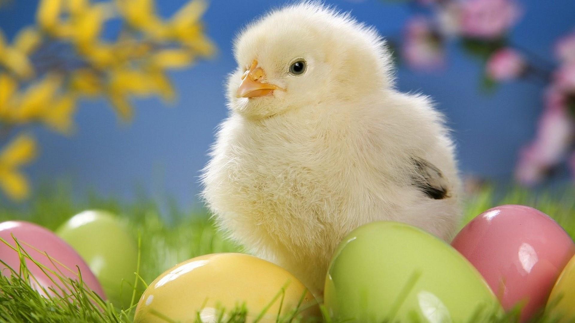 Easter baby chick