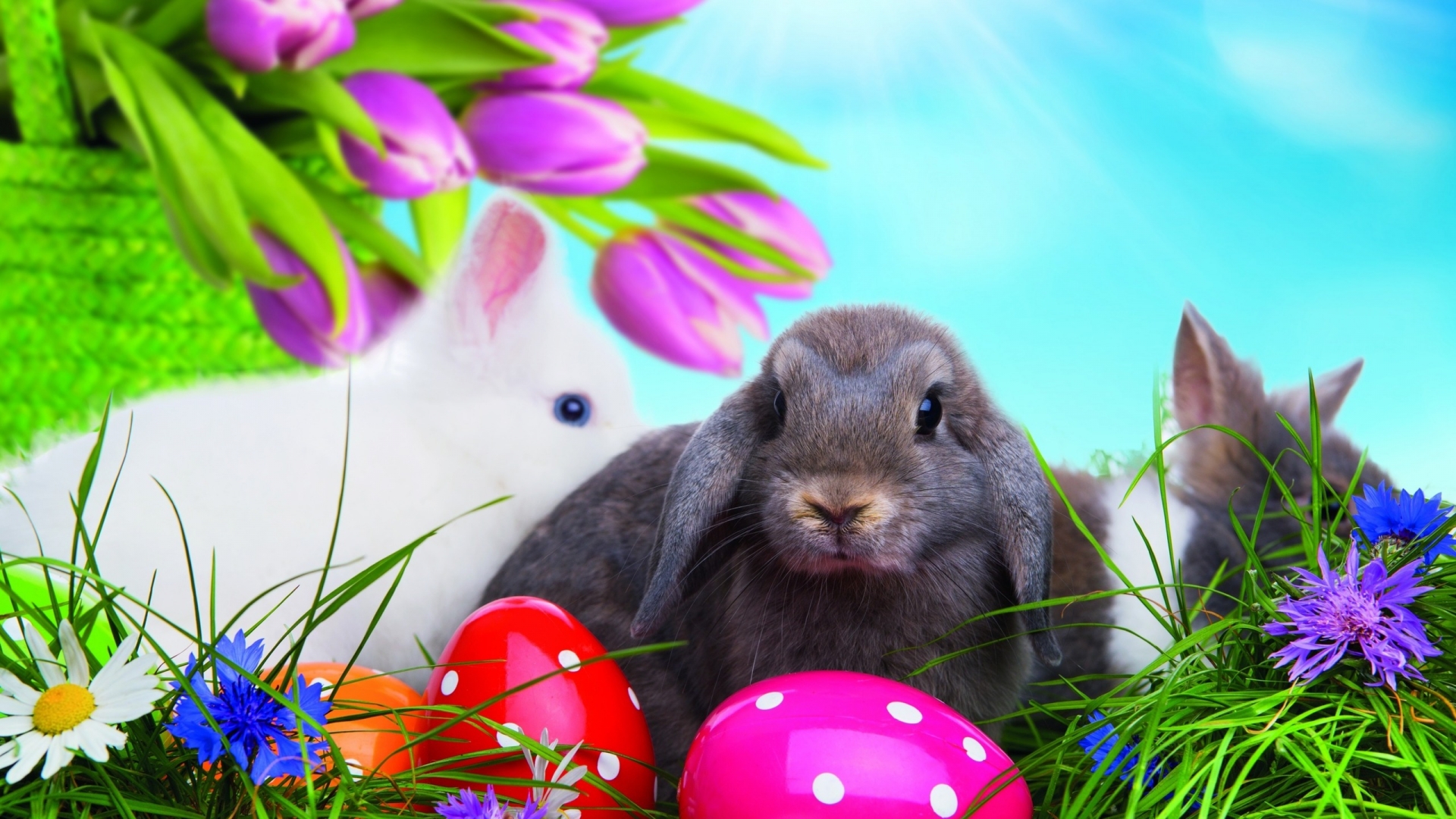 Easter Bunny 1920 x 1080 HDTV 1080p