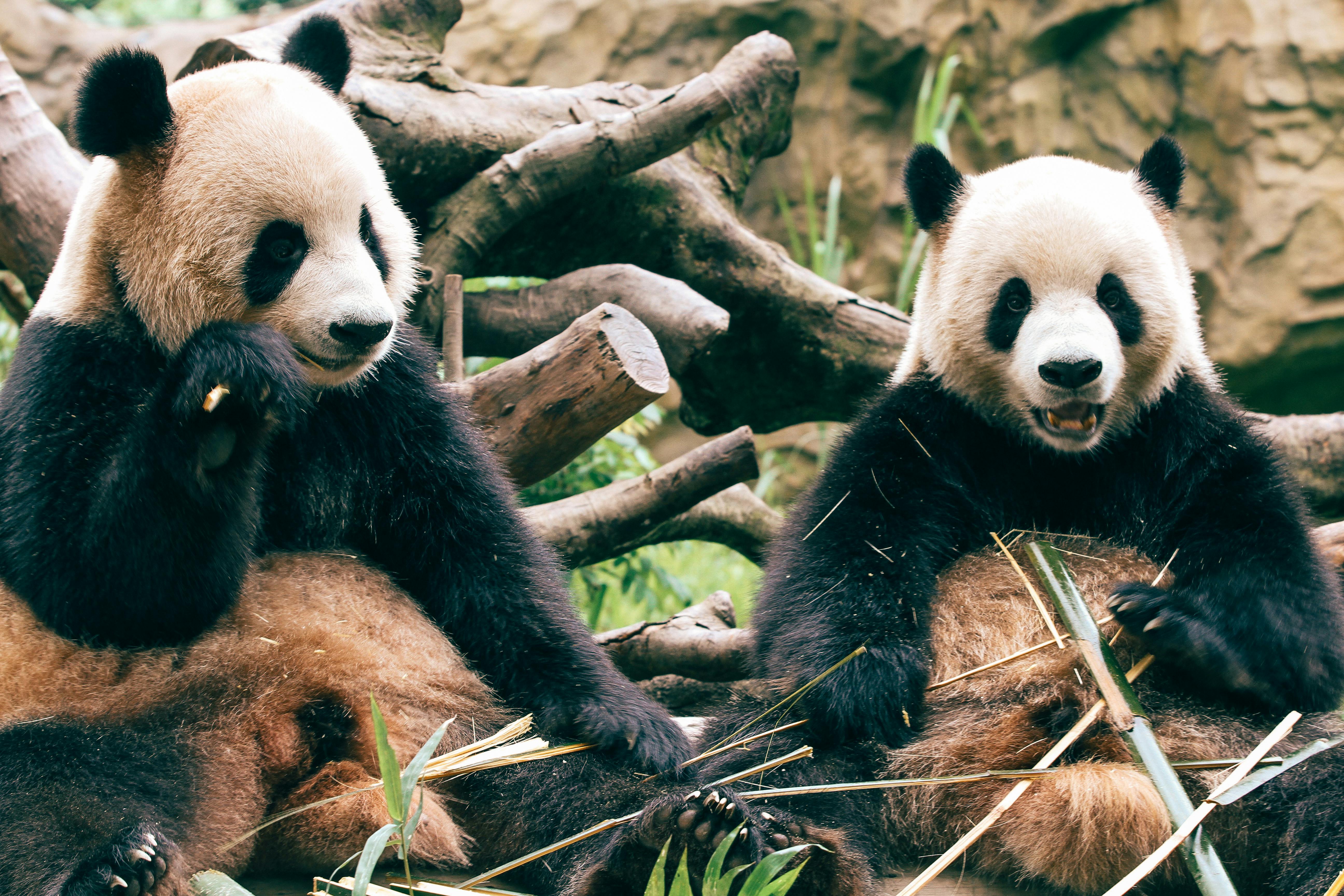 Panda Bear Photo, Download The BEST