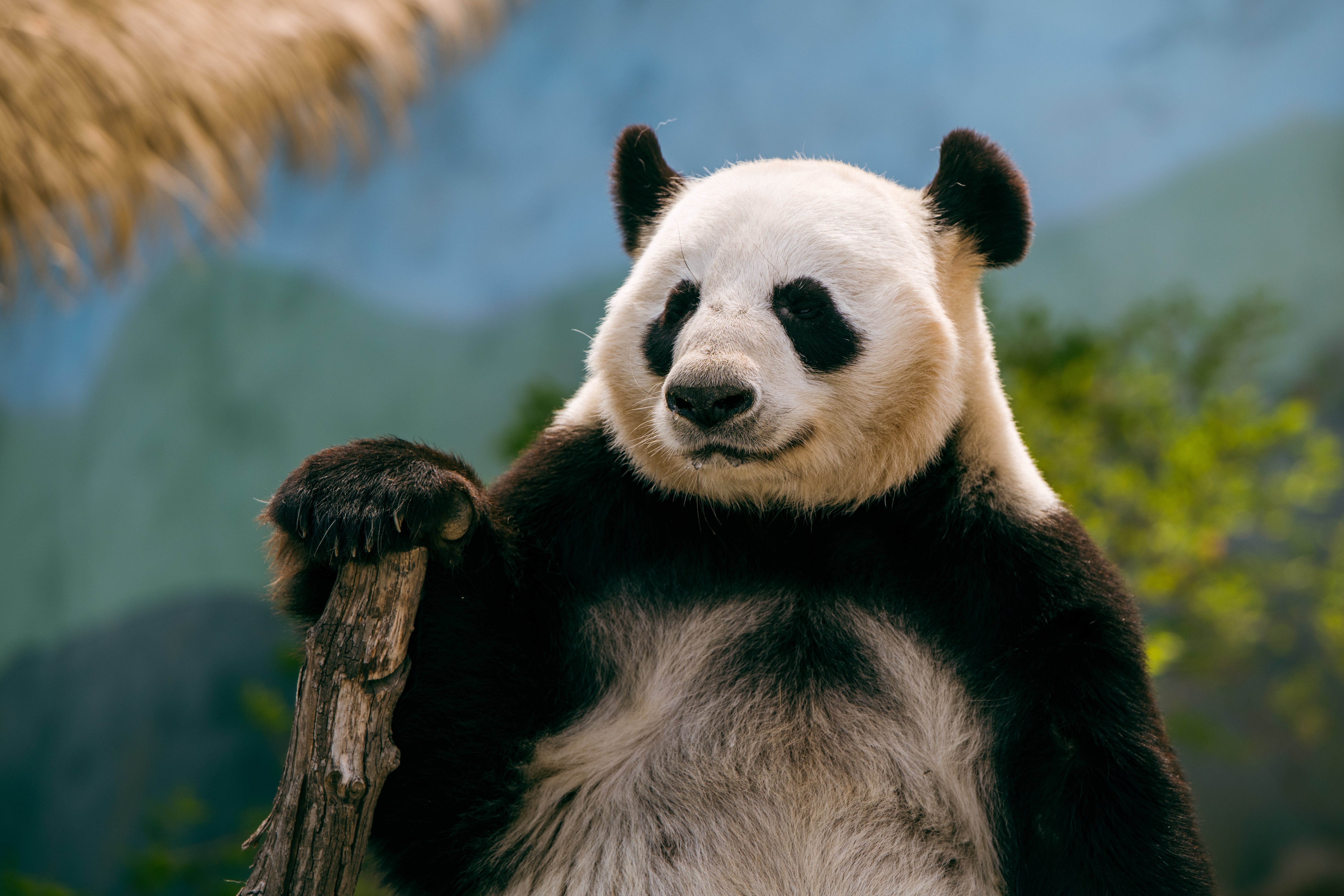Panda Bear Photo, Download The BEST