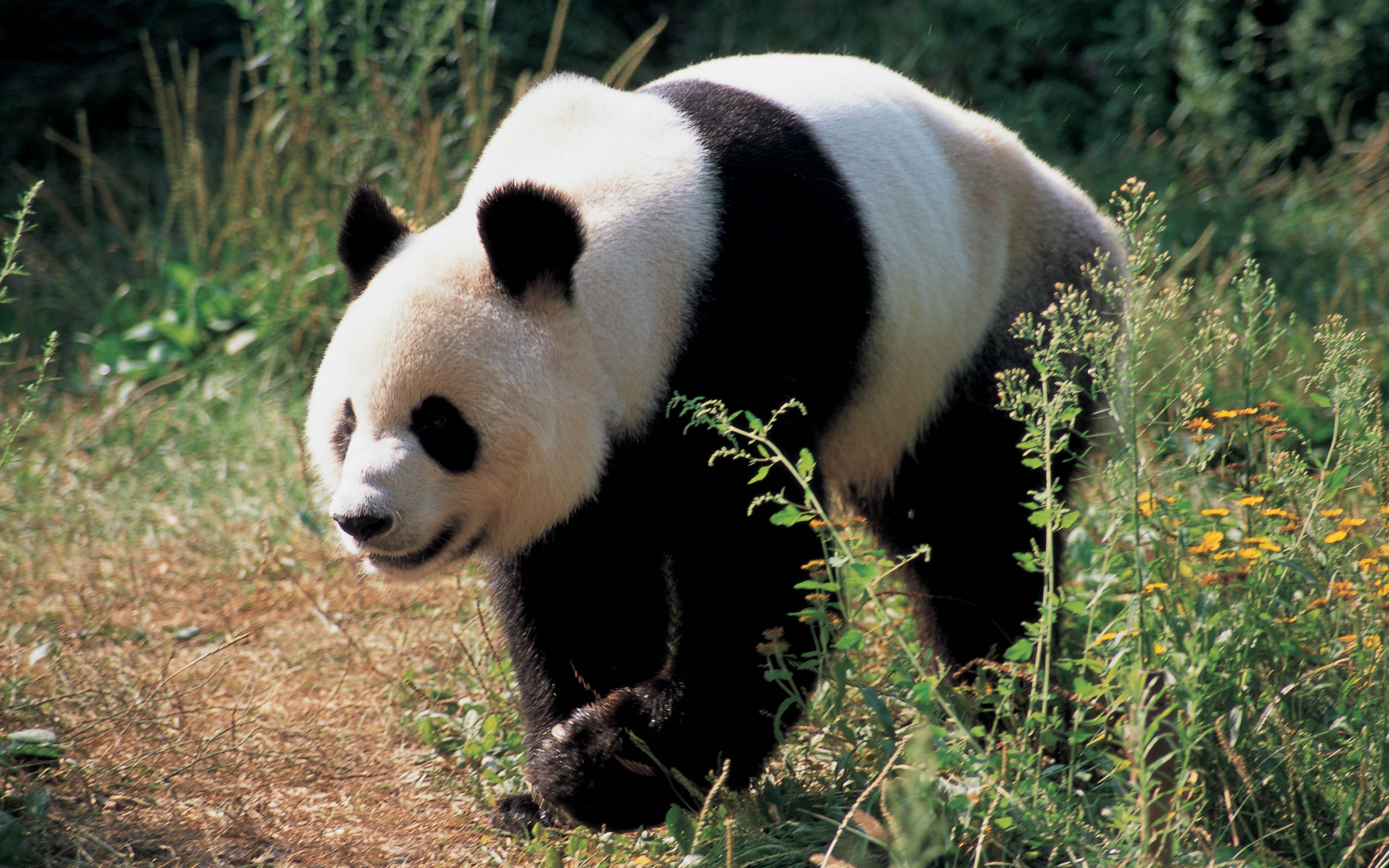 Download wallpaper 3840x2400 panda
