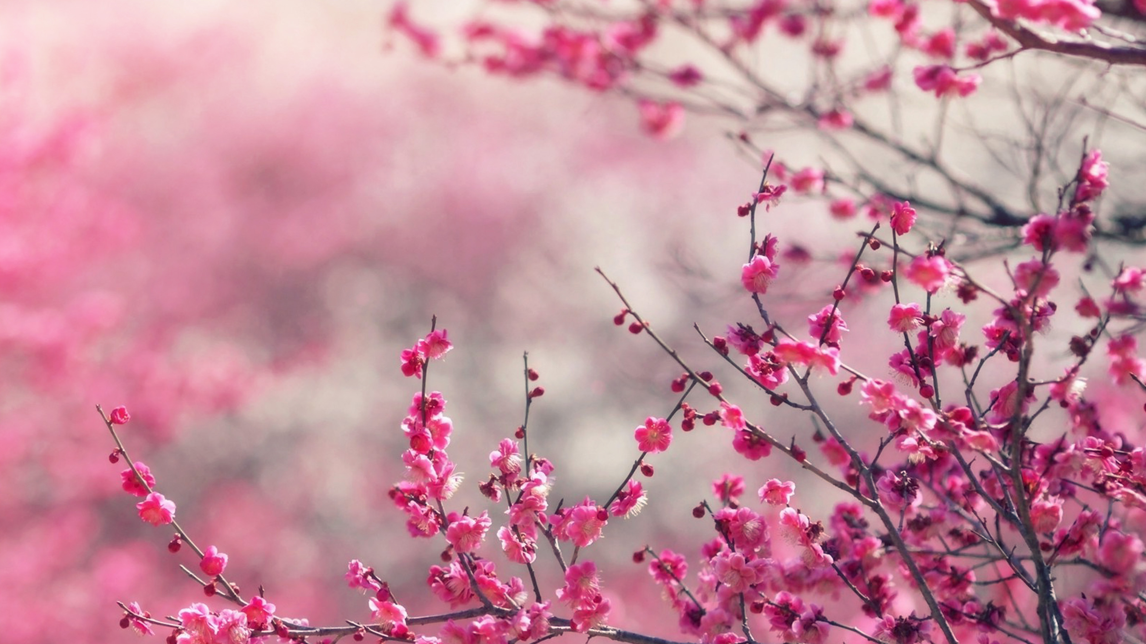 Pink Blossom Nature Flower Spring Love