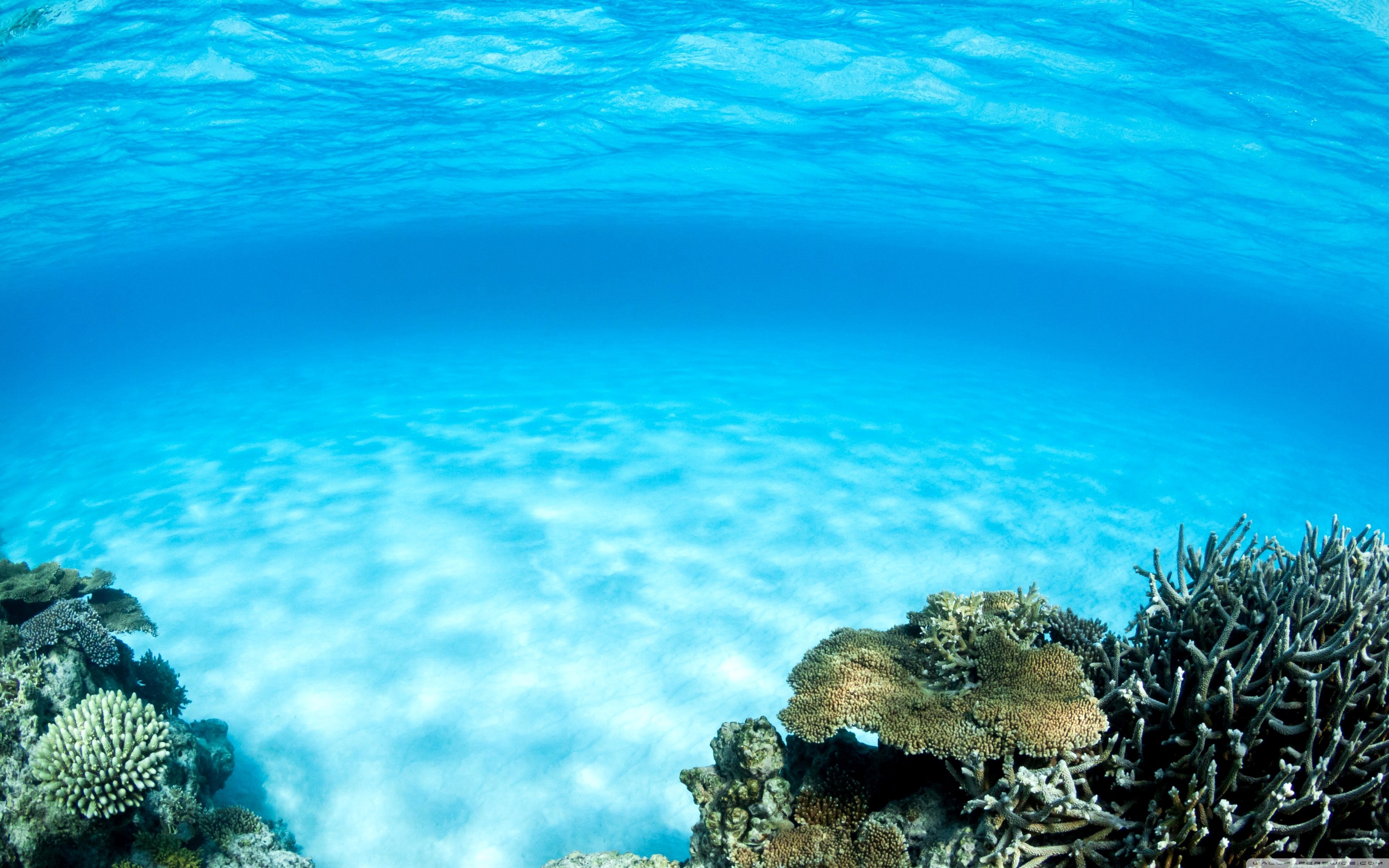 Underwater Wallpaper 4K iPhone Ideas