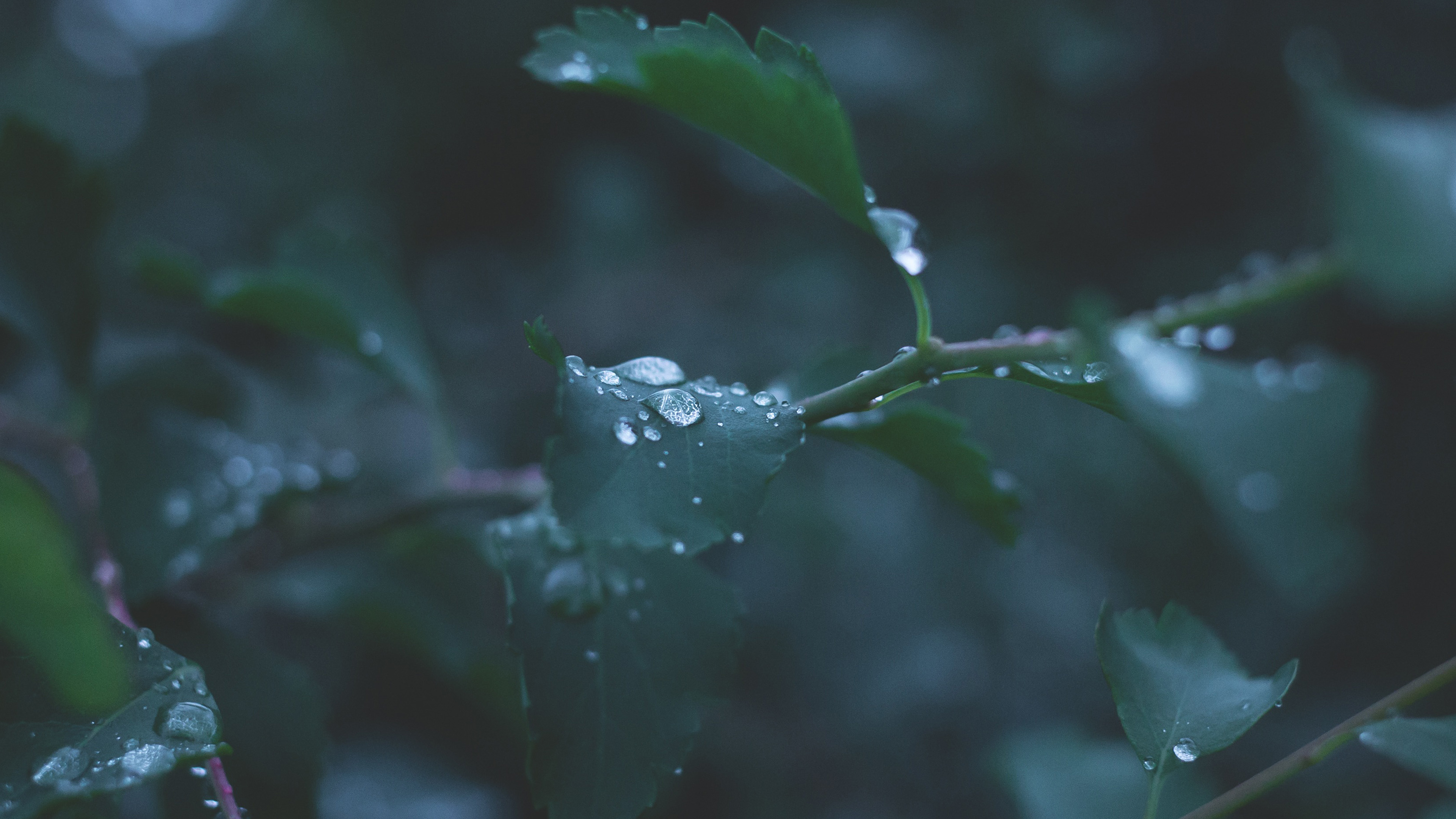 Leaf Water Rain Nature Green
