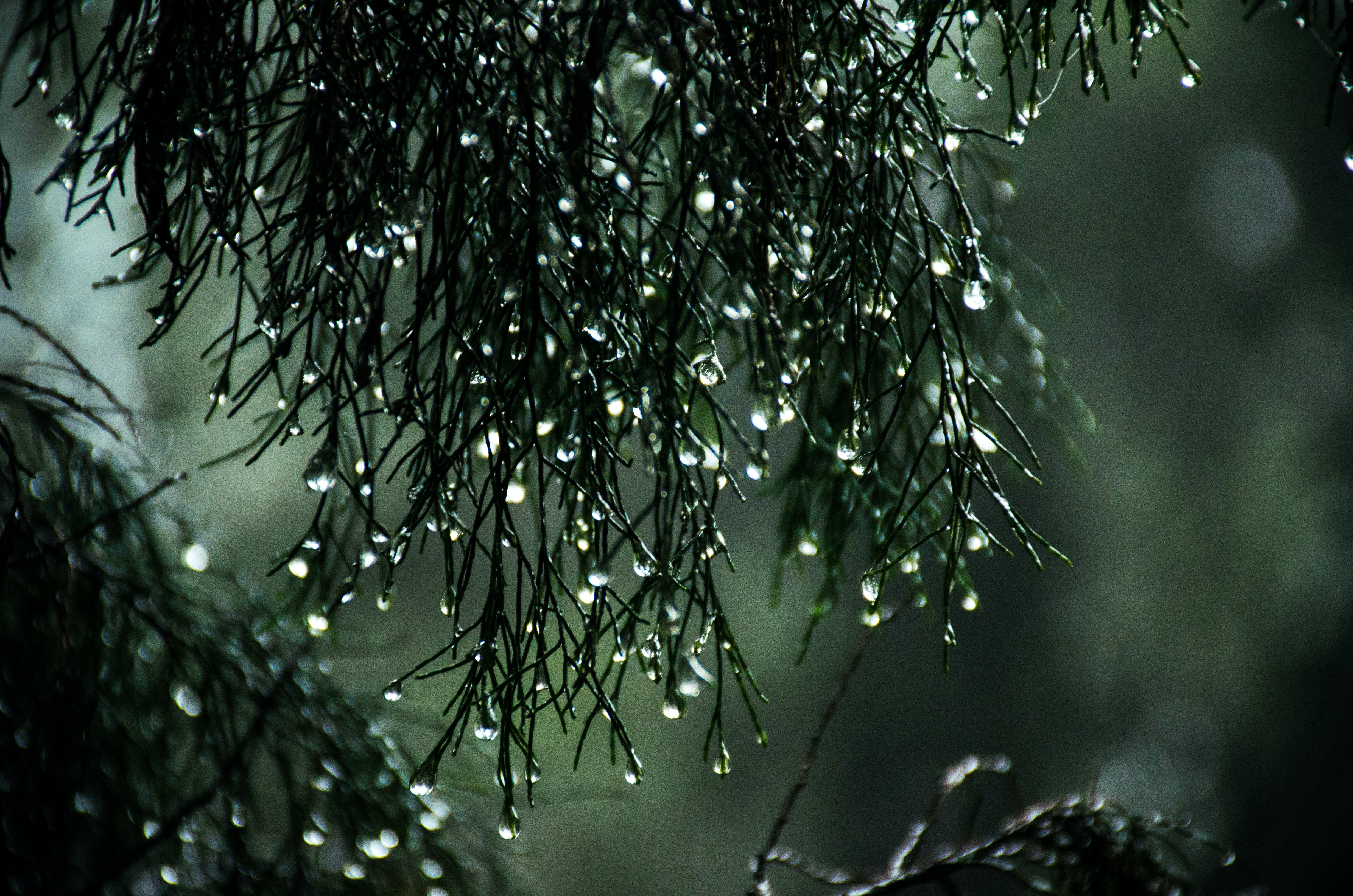 Rain Wallpaper Photo, Download