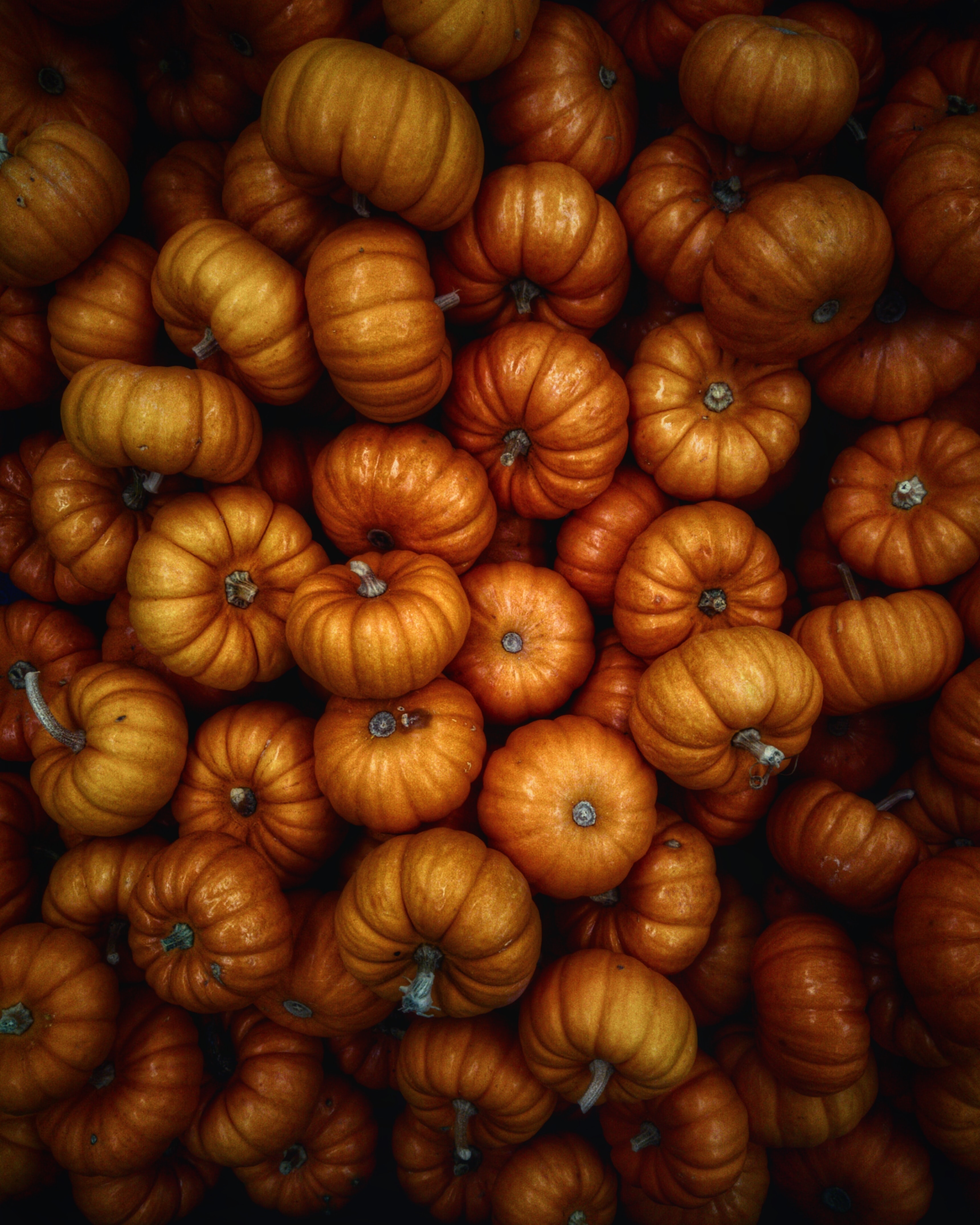 Download Pumpkin wallpaper