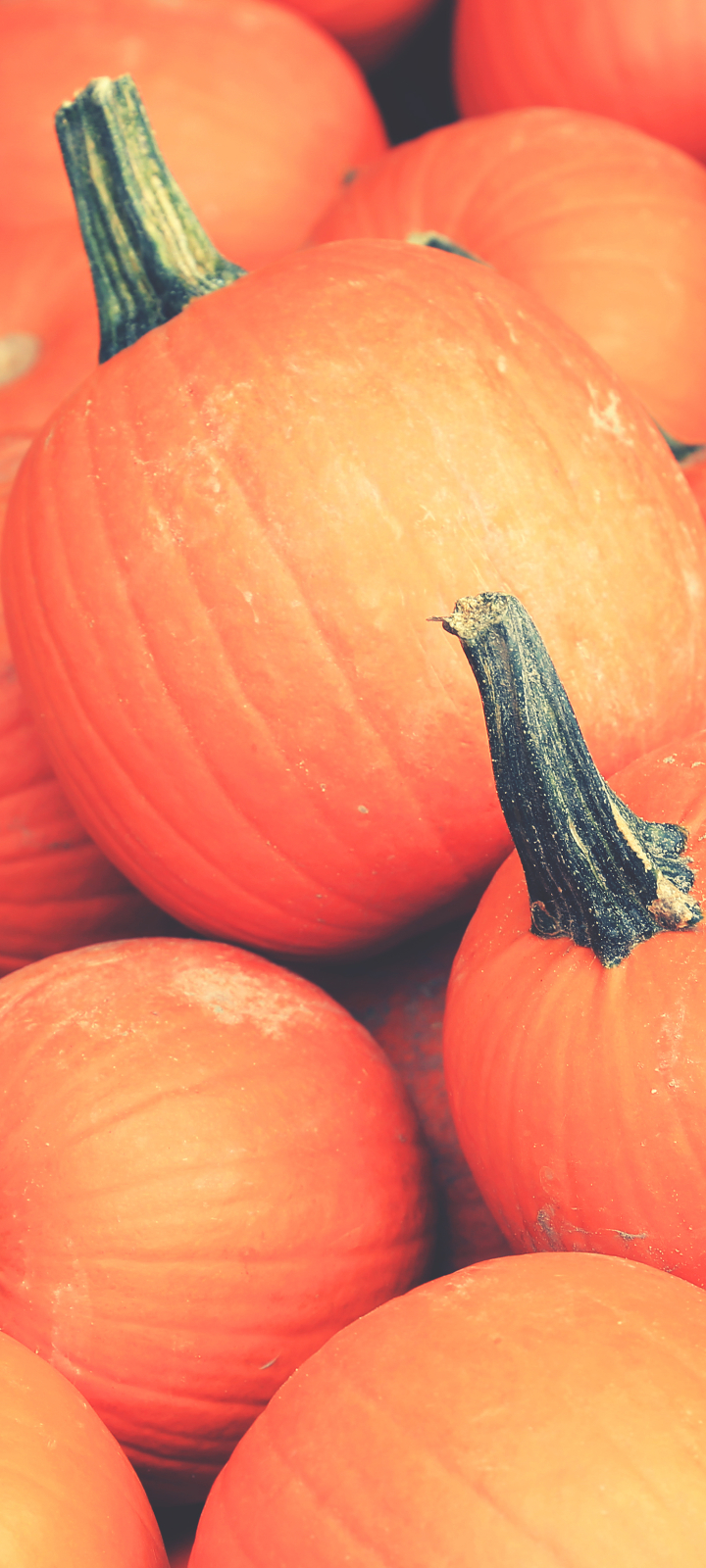 Pumpkin iPhone Wallpaper