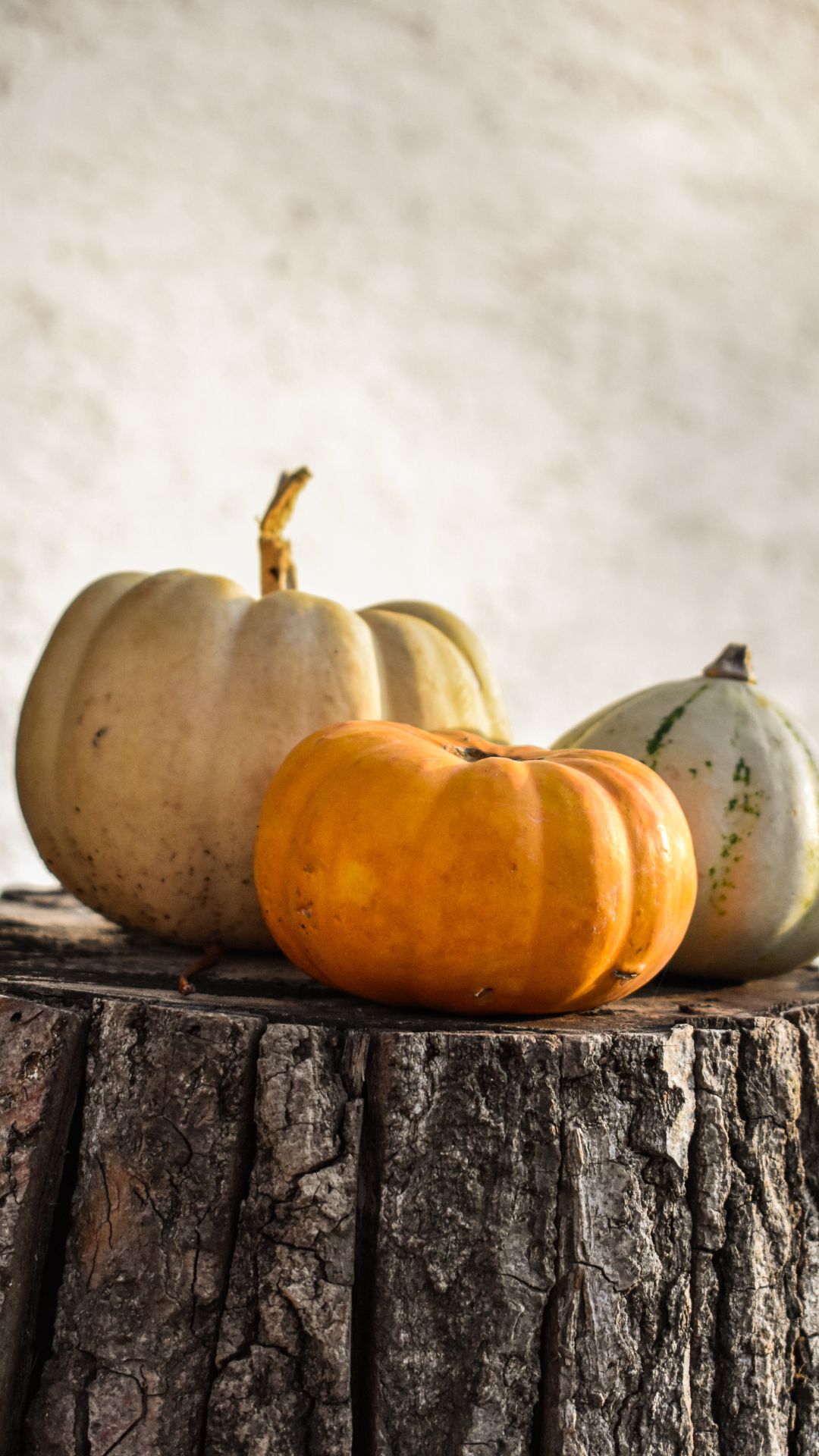 Pumpkin Love Phone Wallpaper