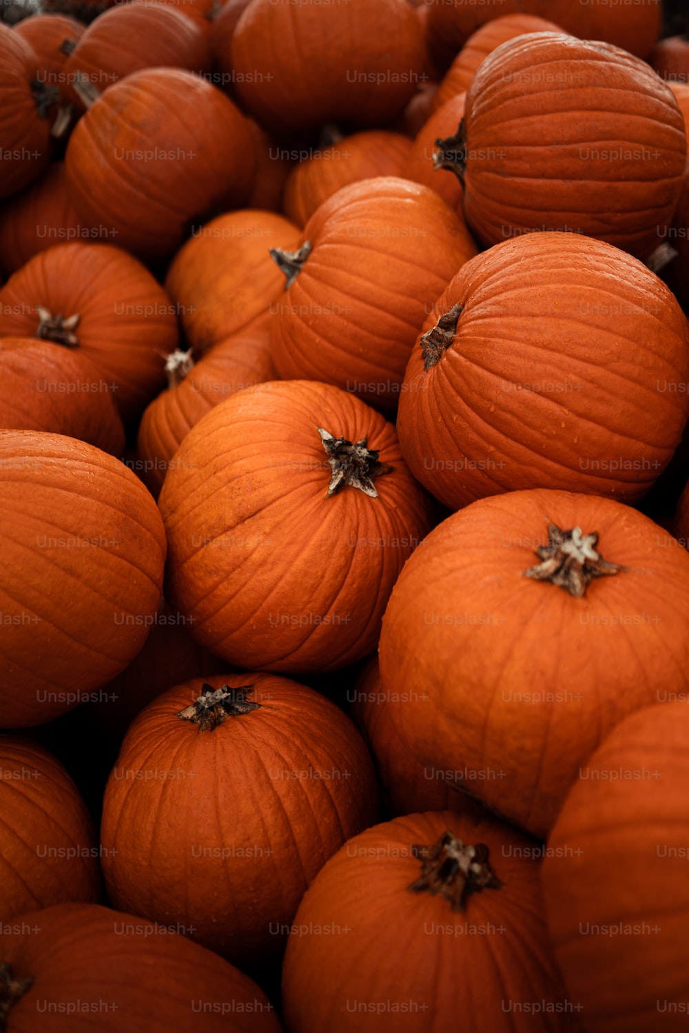 Pumpkin Patch Picture. Download Free