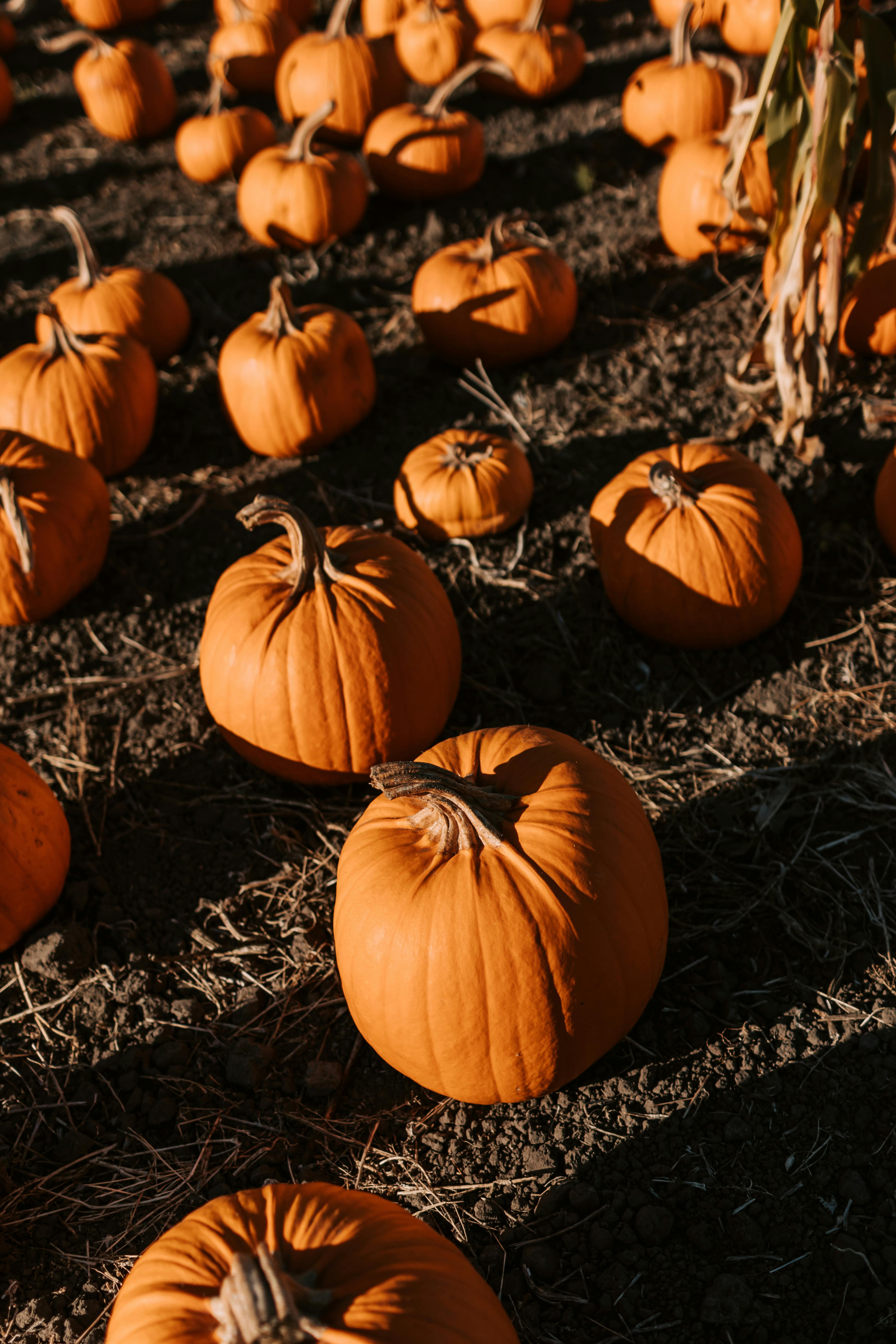 Pumpkin Patch Photo, Download The BEST