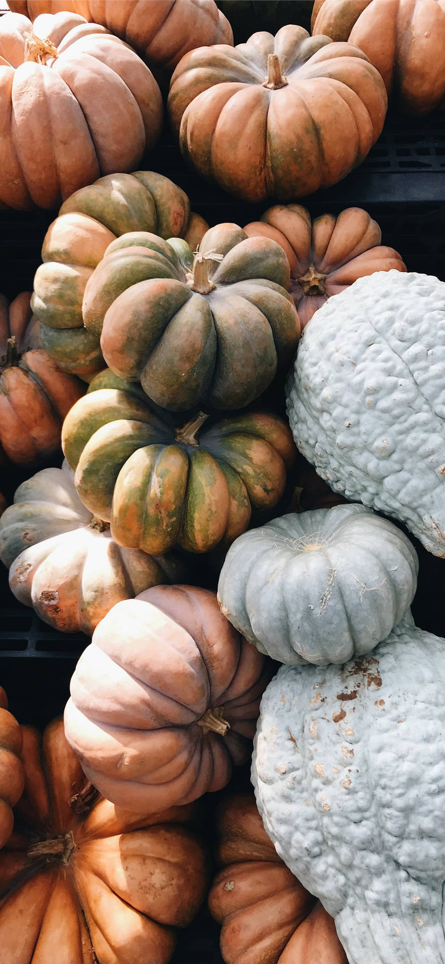 Download Pumpkins In Different Colors