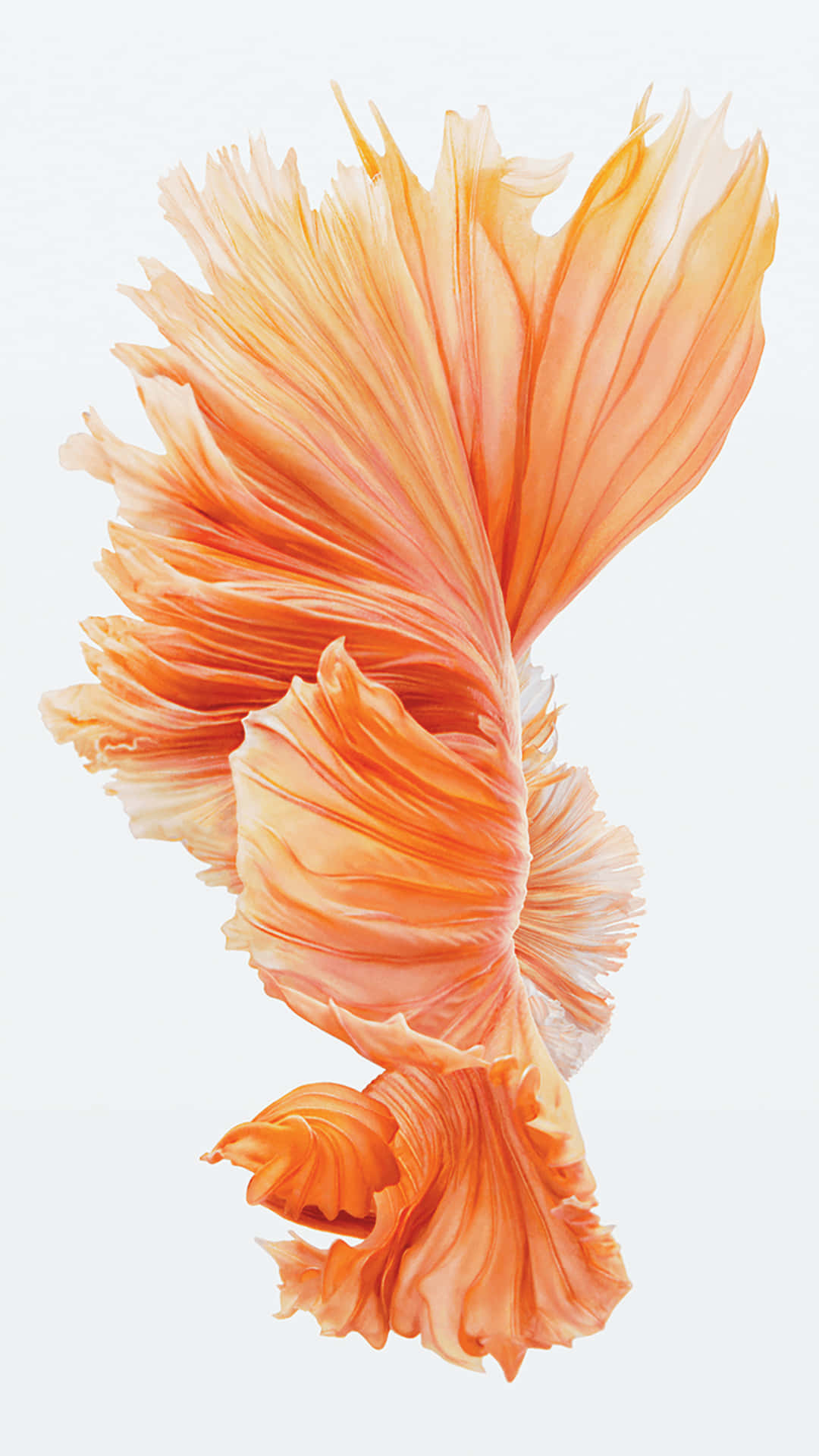 Rose Gold Fish Wallpaper