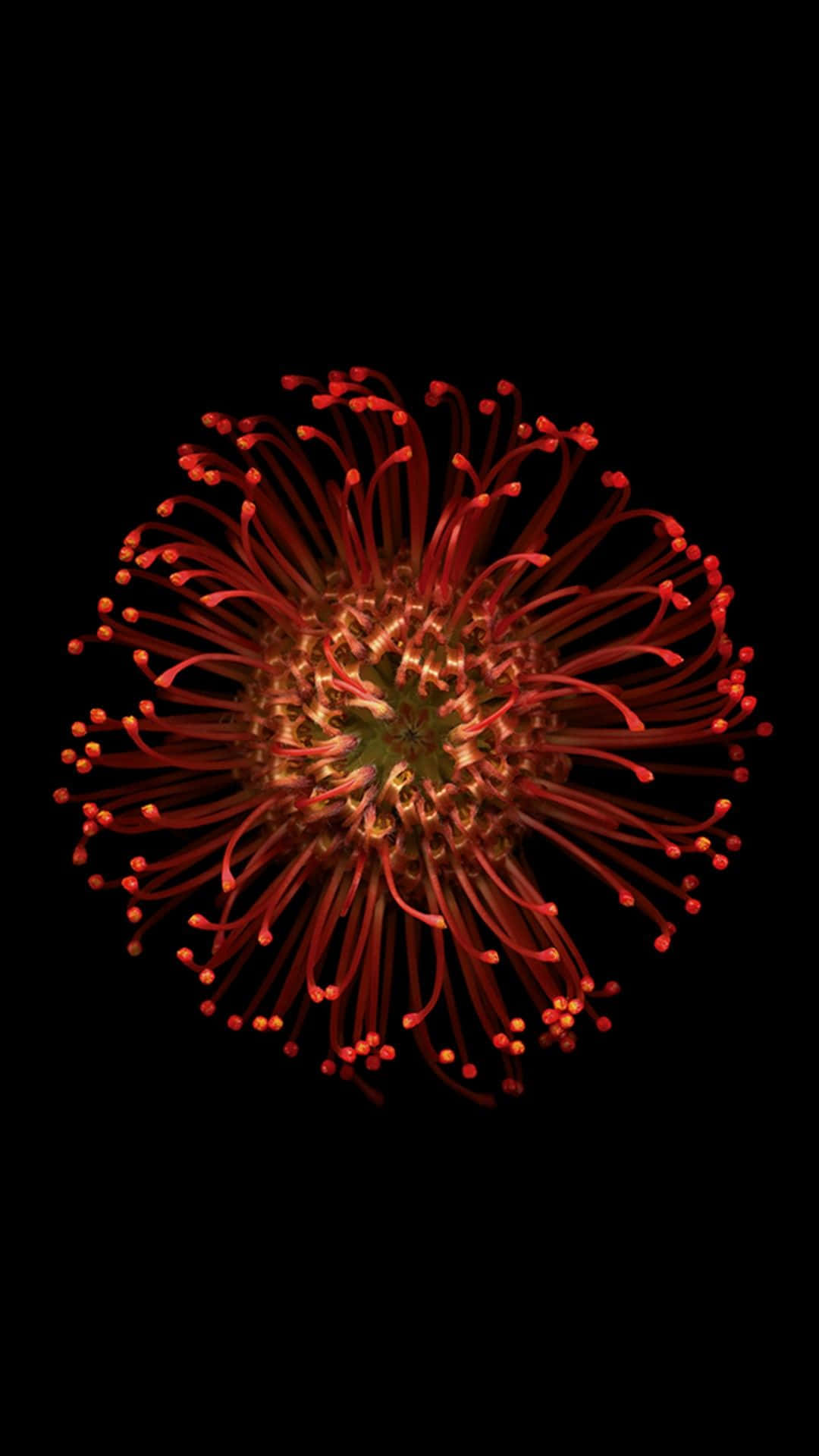 red flower wallpaper. Wallpaper
