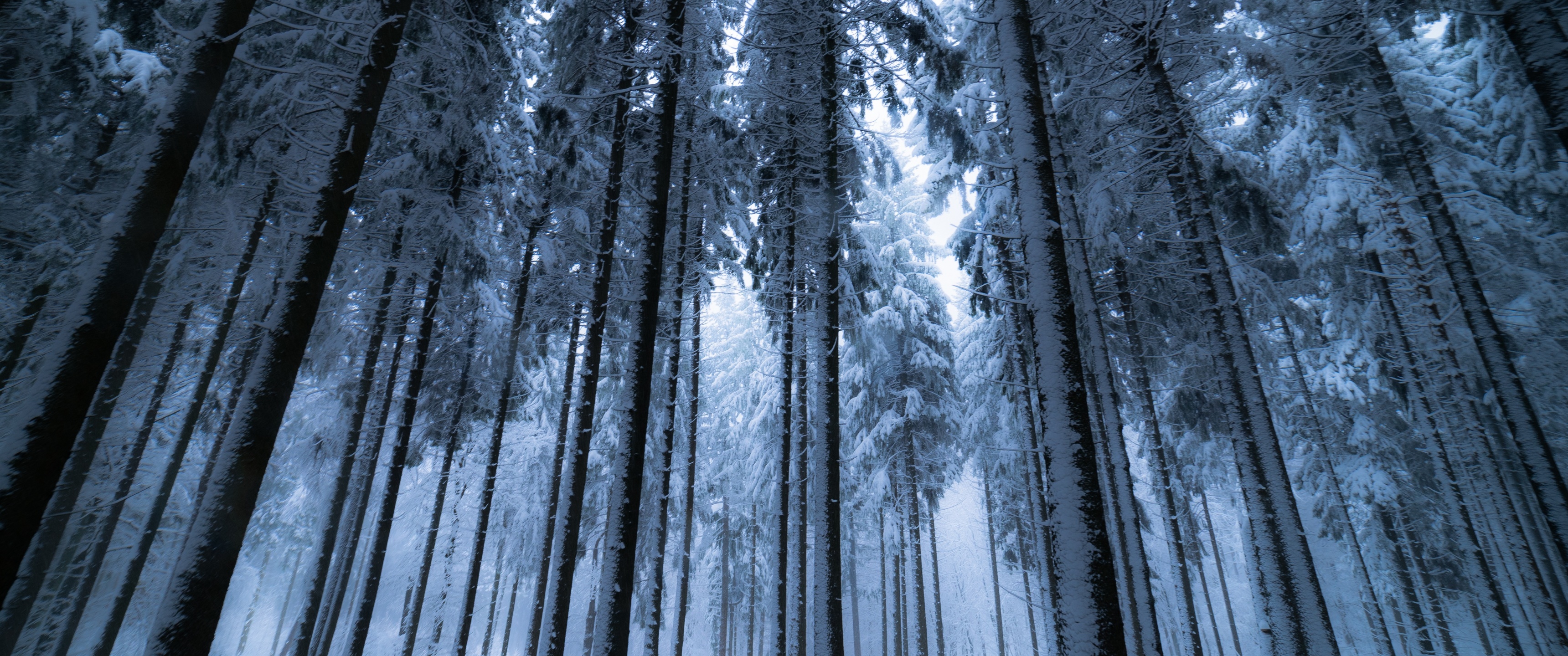 Winter forest Wallpaper 4K, Cold night
