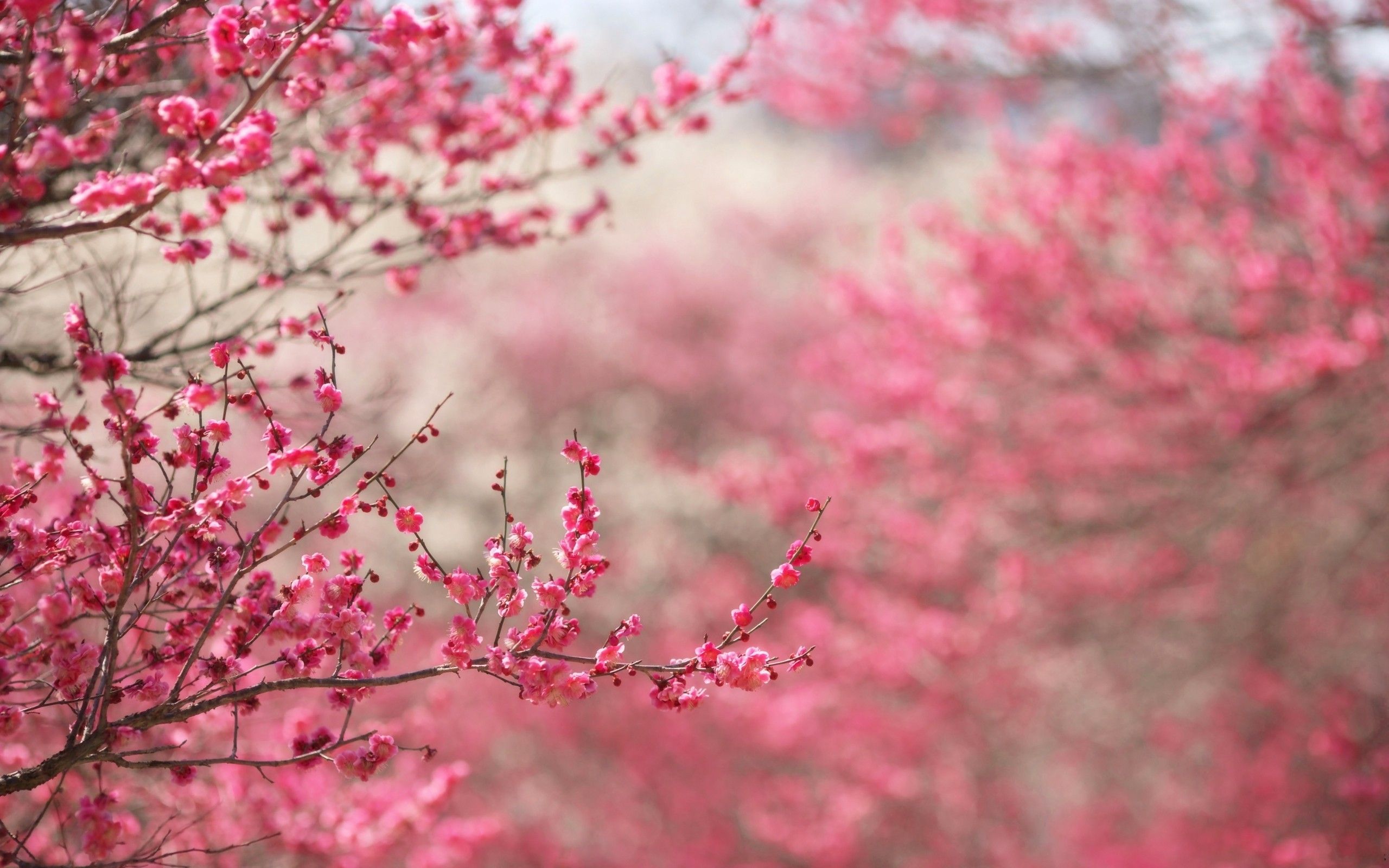 Spring in pink desktop PC and Mac wallpaper