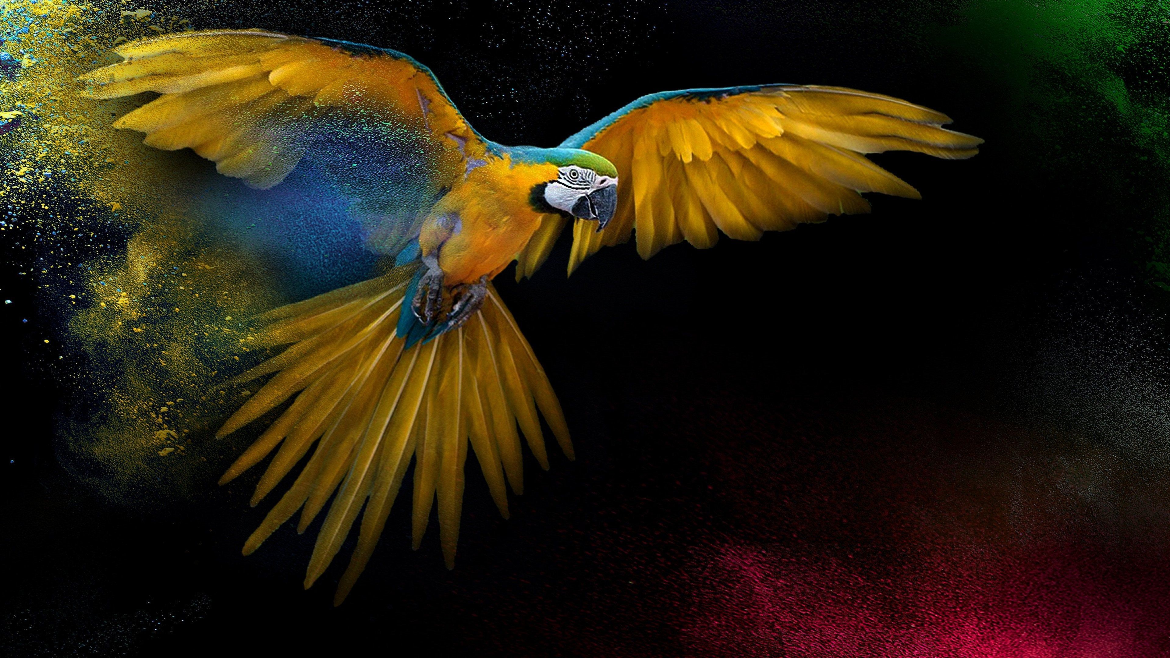 A Colorful Parrot 4K wallpaper. Parrot